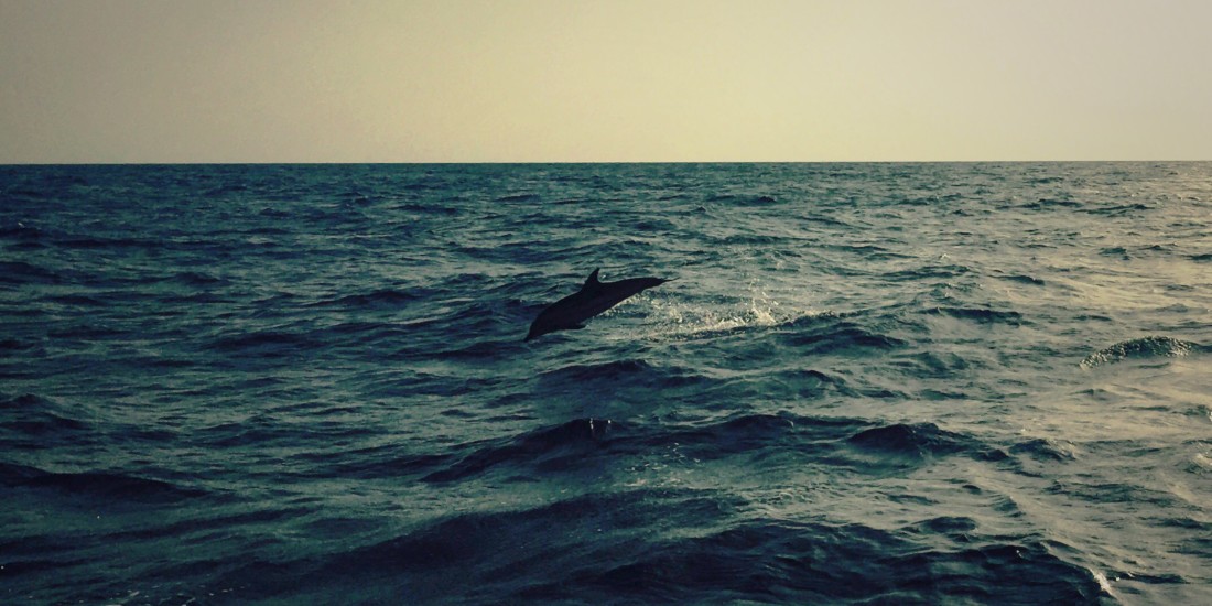Jumping dolphin, Sicily