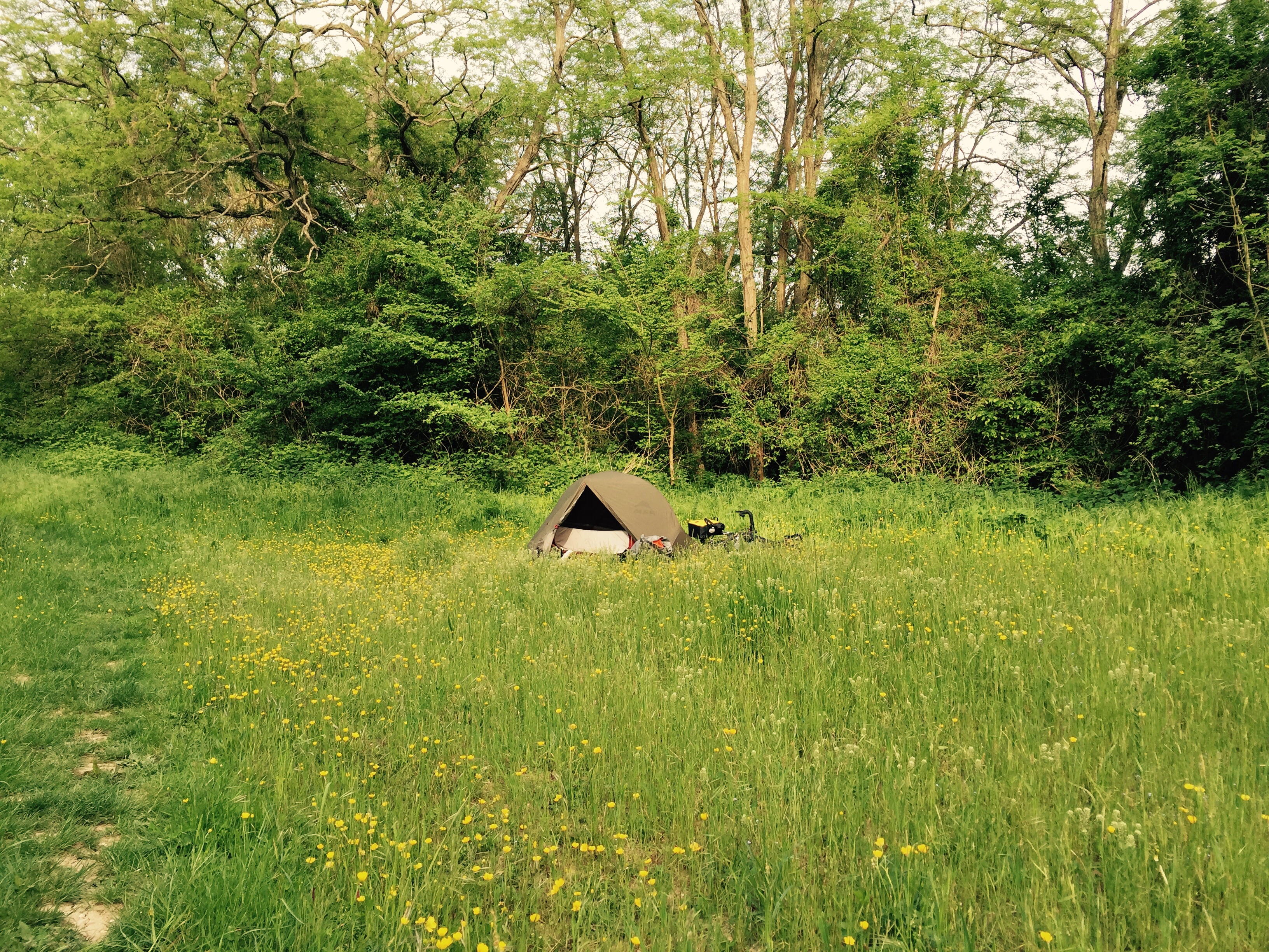 Tent amoung buttercups