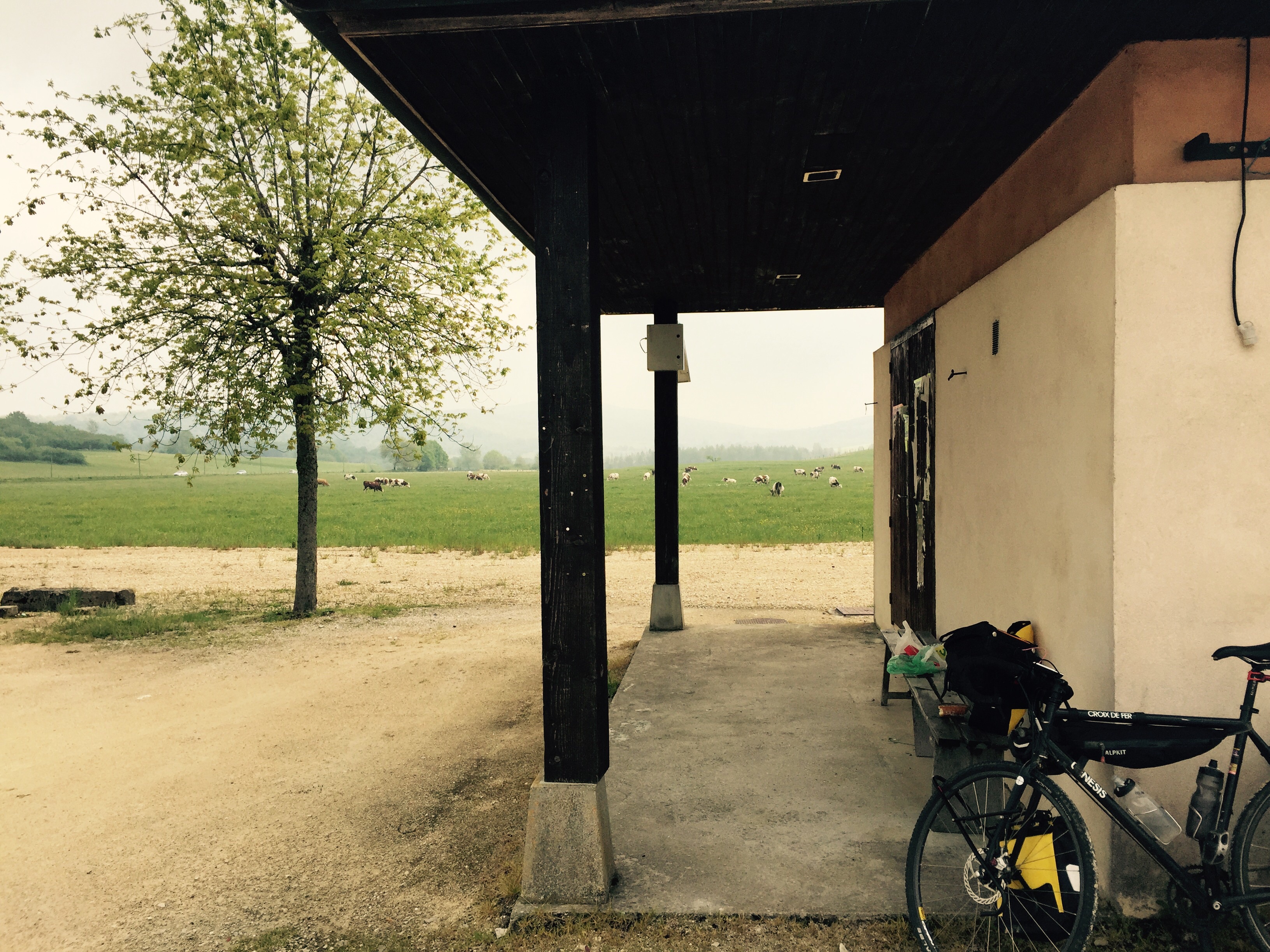 Meadow with cows