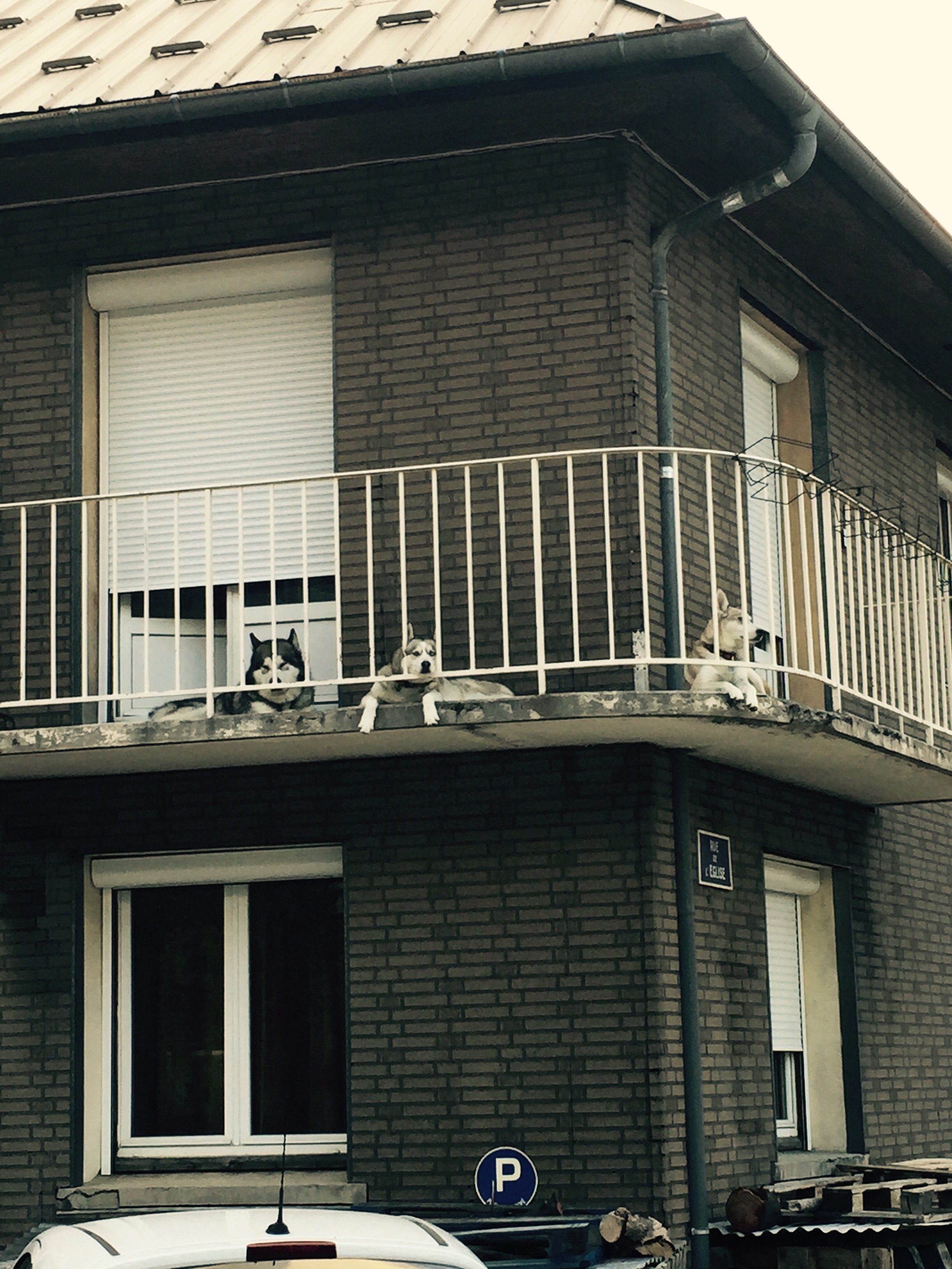 Huskies on balcony