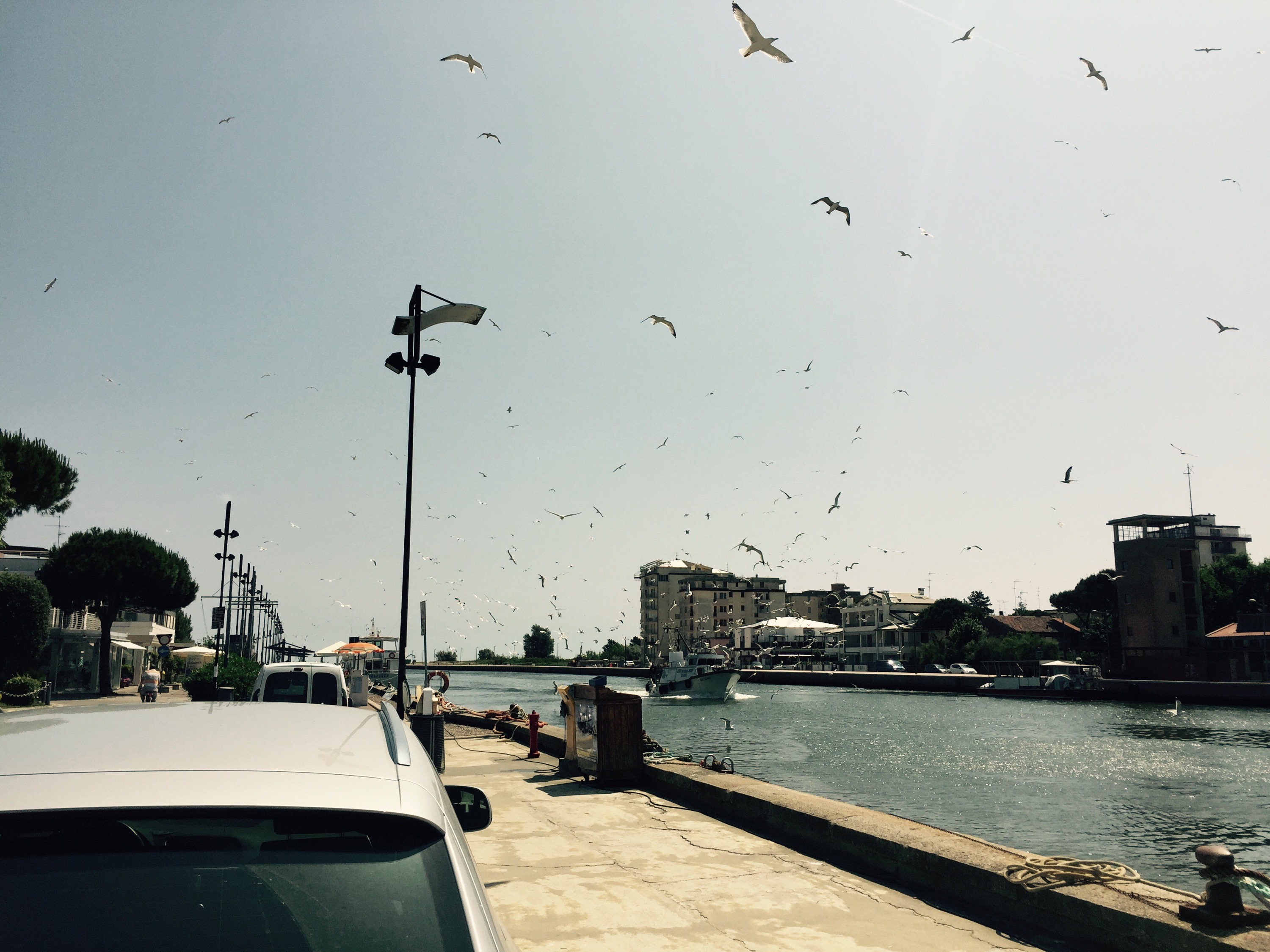 Seagulls bothering a returning fishing boat, Italy