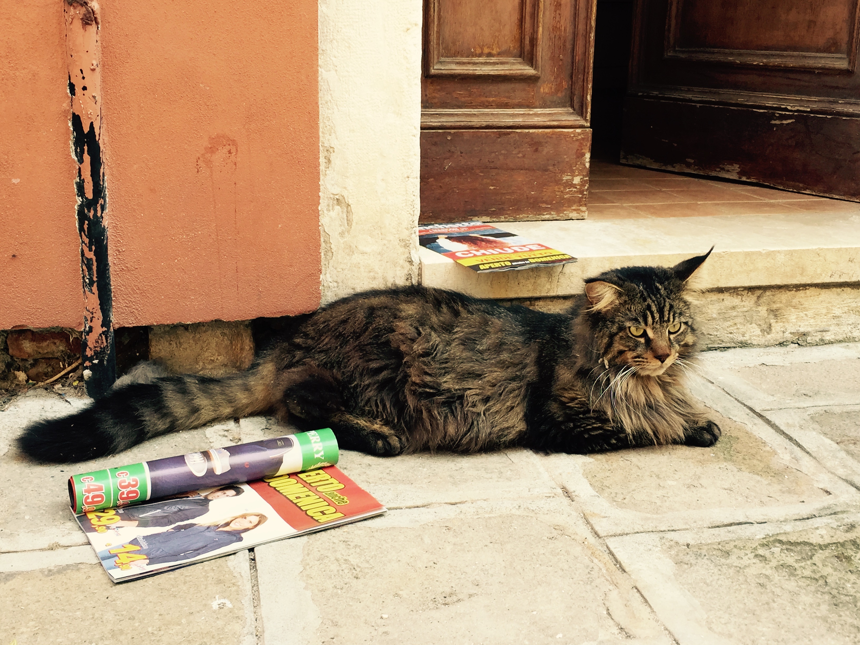 Massive cat, Venice