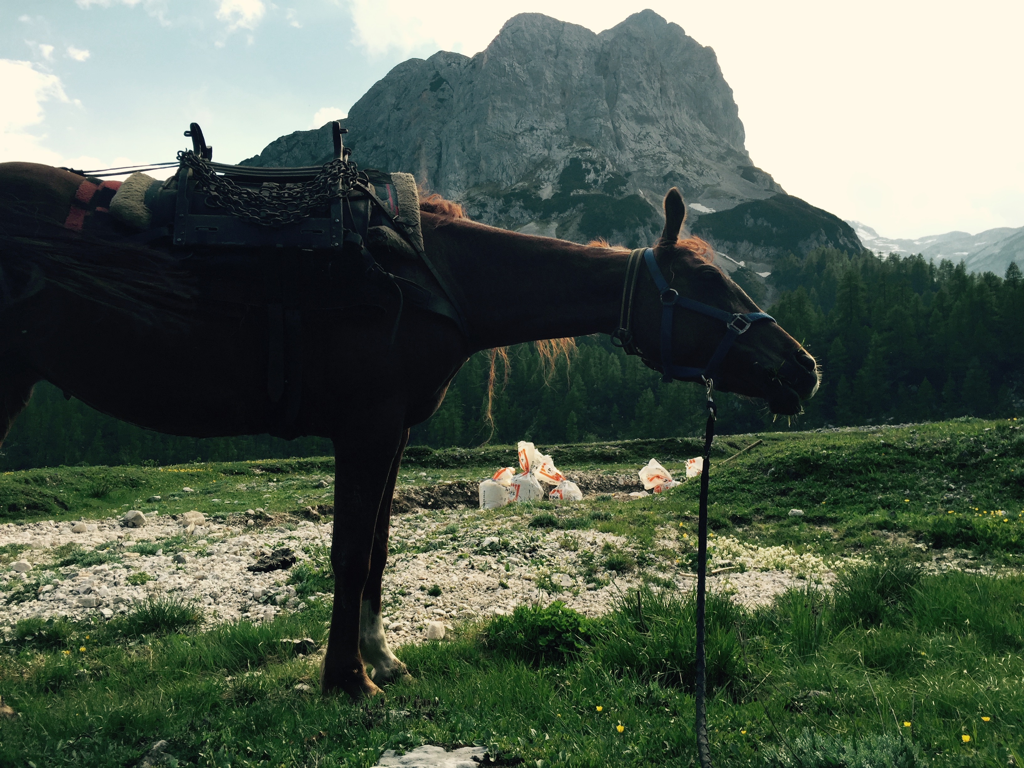 Pack horse with Mišeljski vrh behind, Slovenia