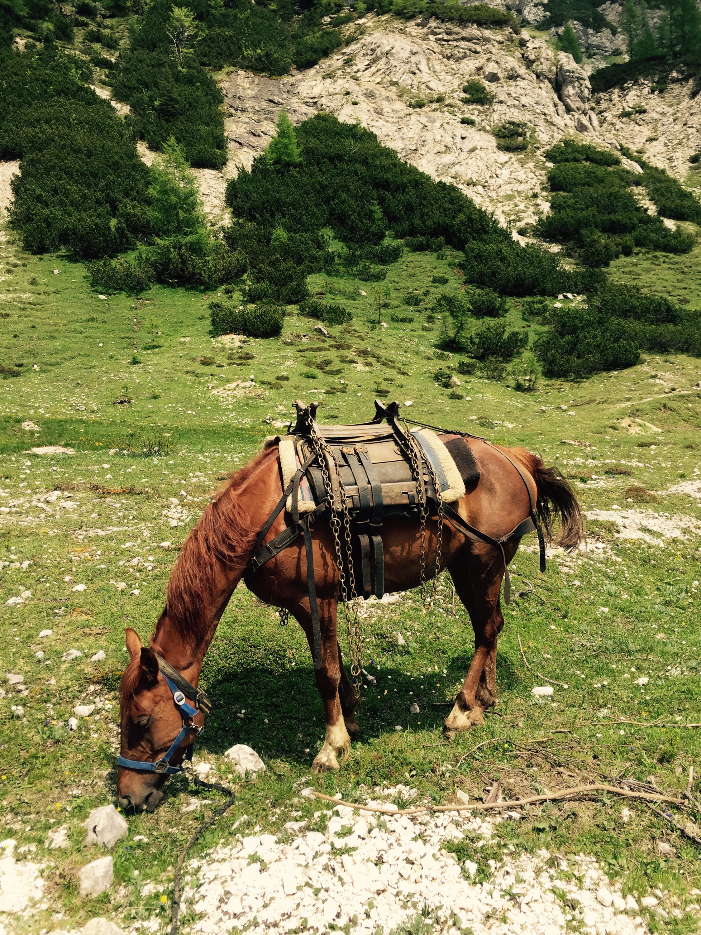 Pack horse, Triglav National Park, Slovenia