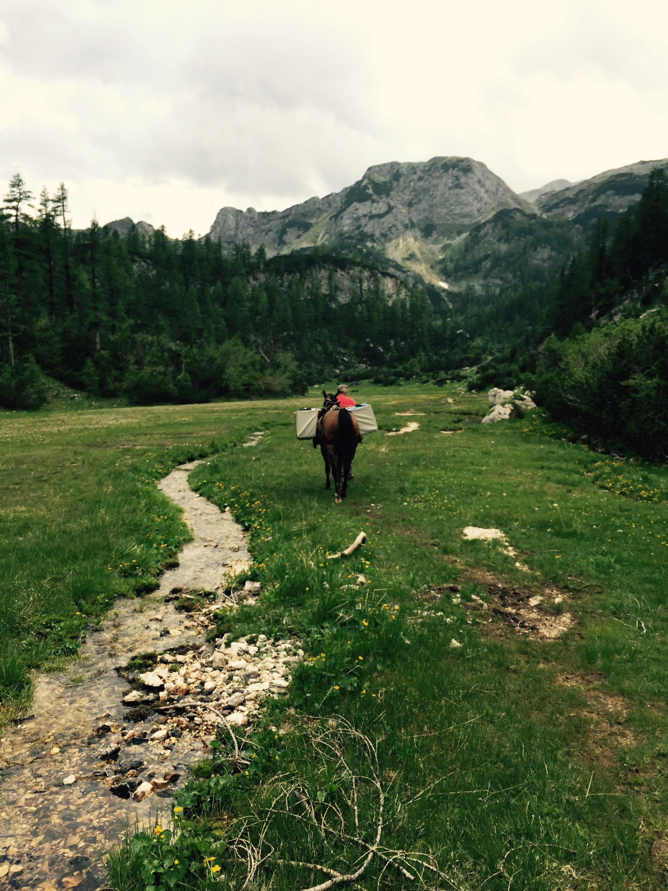 Pack horse, Triglav National Park, Slovenia