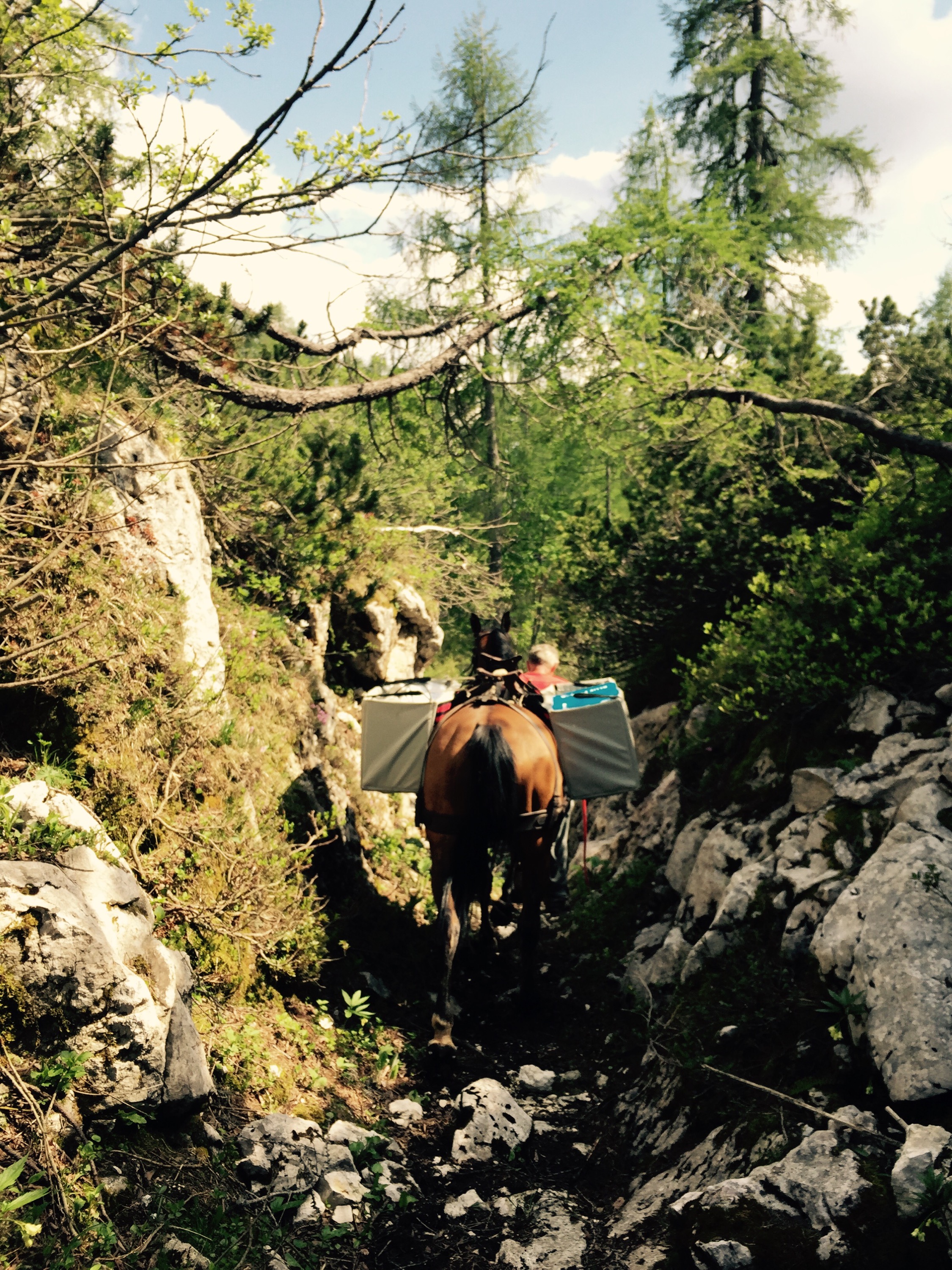 Pack horse, Triglav National Park, Slovenia