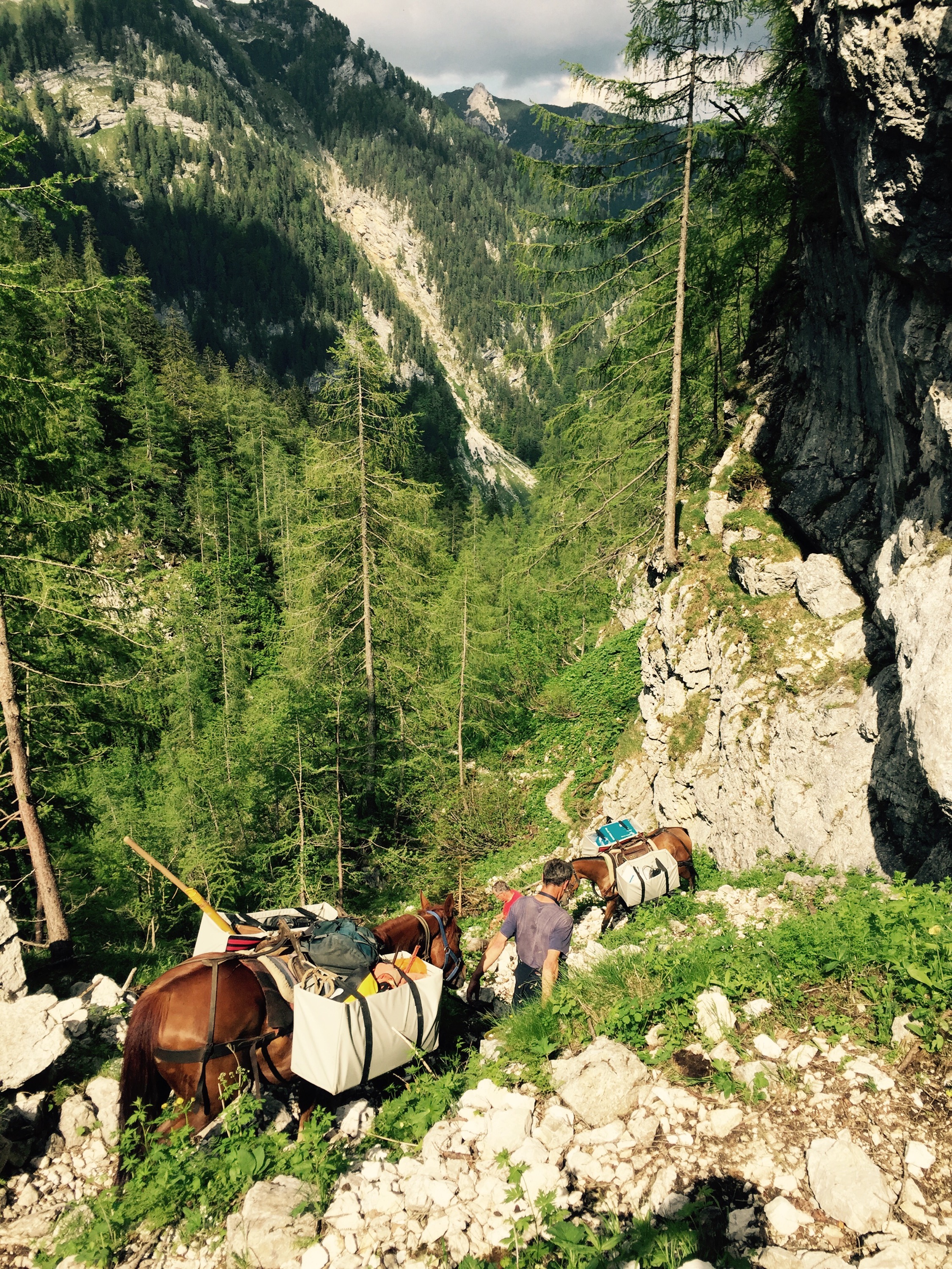 Pack horse, Triglav National Park, Slovenia