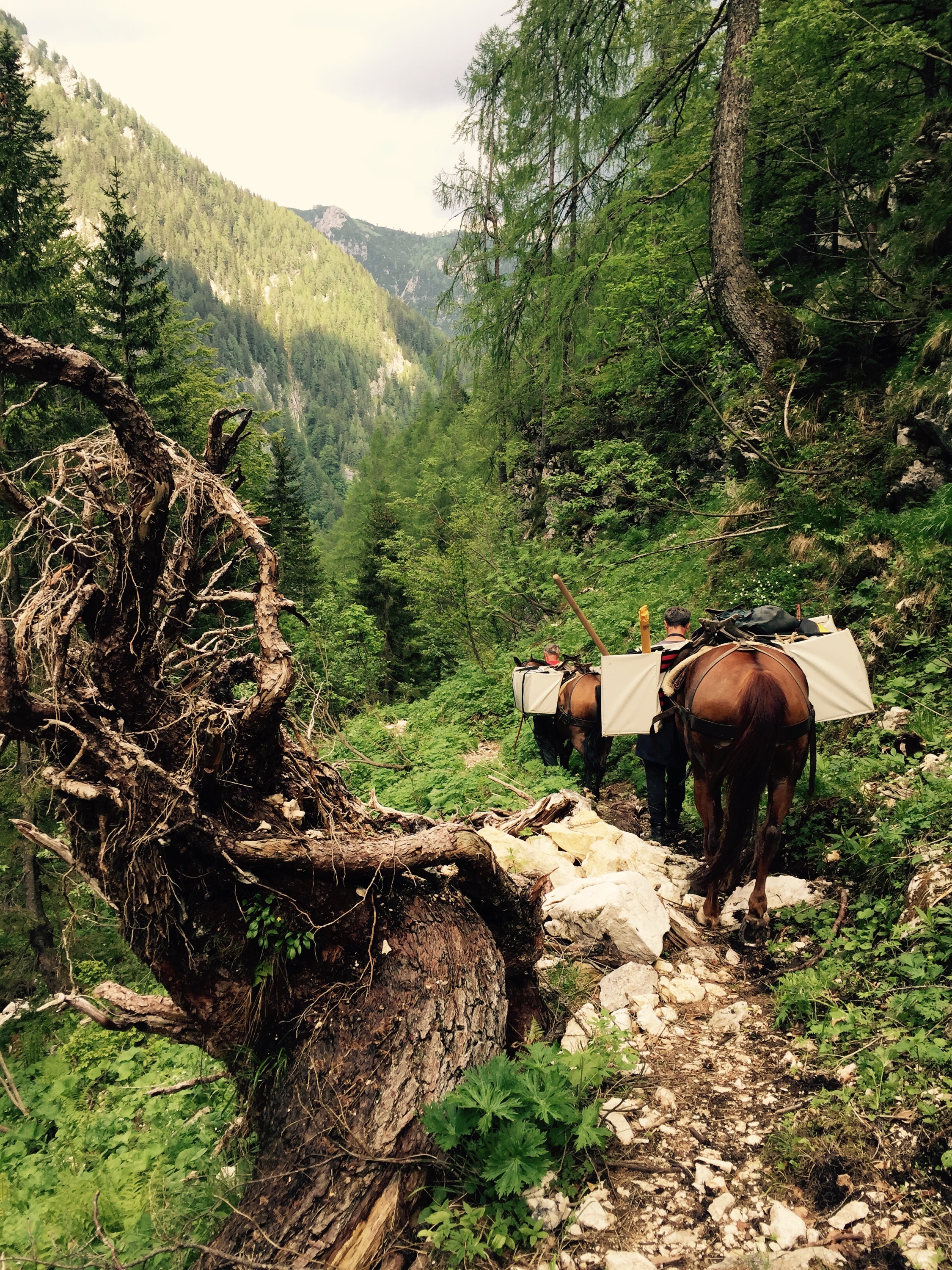 Pack horse, Triglav National Park, Slovenia