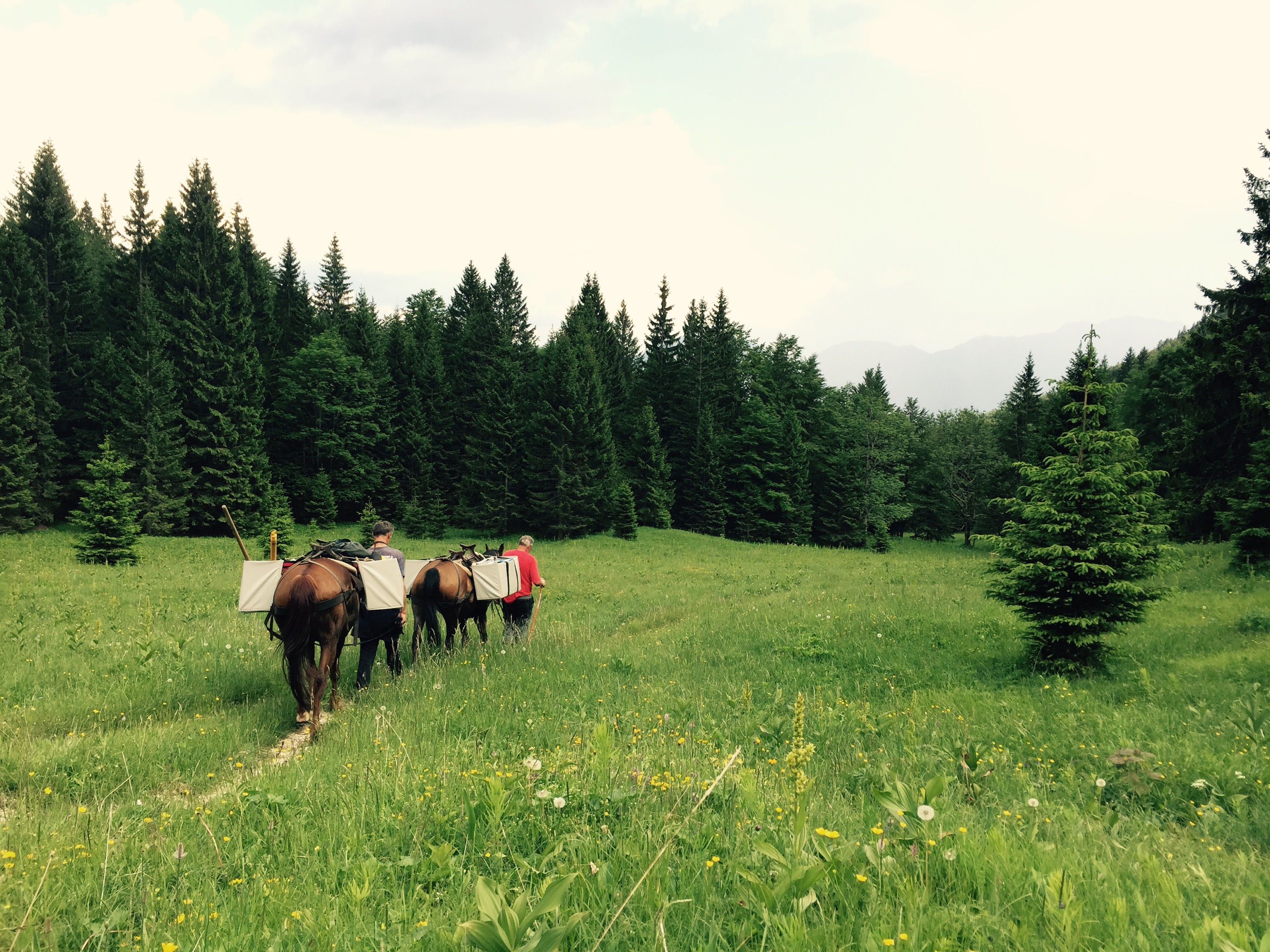 Pack horse, Triglav National Park, Slovenia