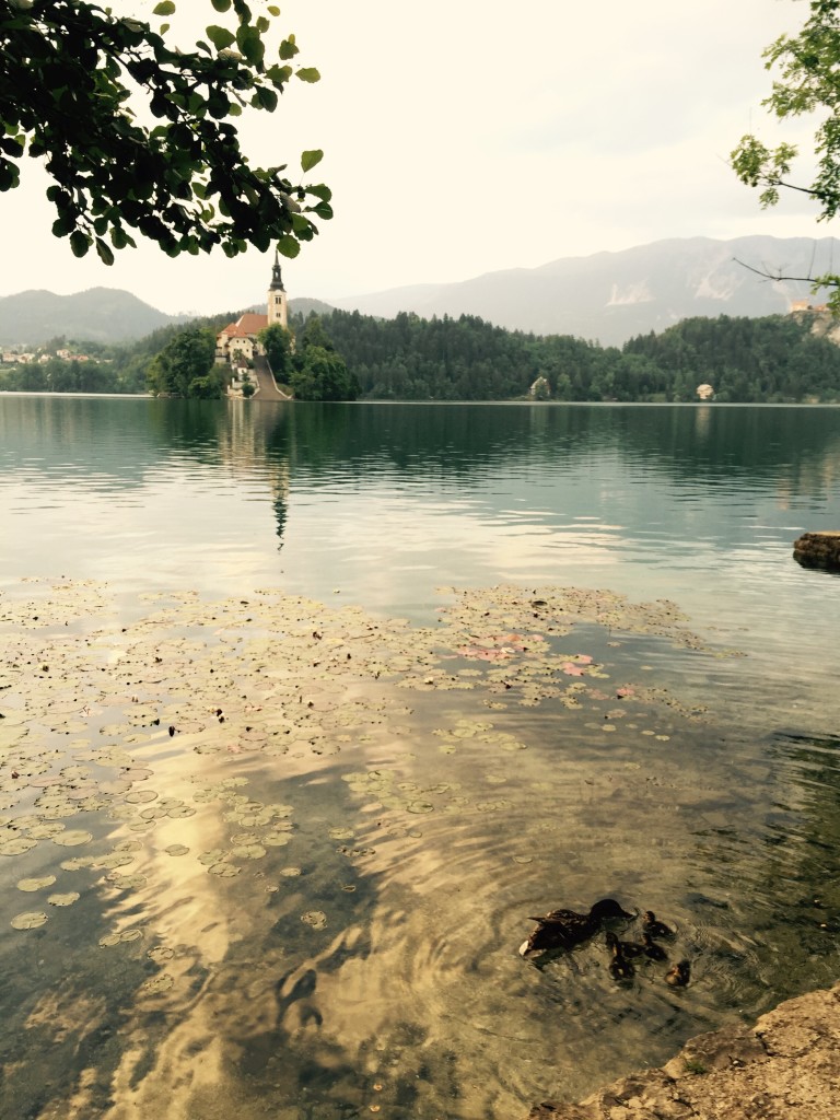 Bled island with ducks, Slovenia