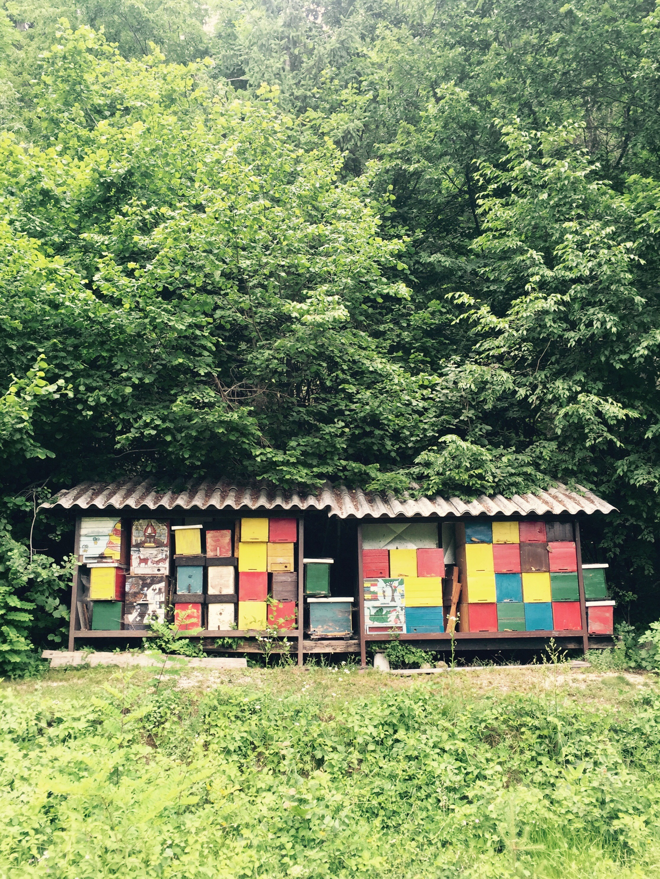 Bee hives near Bohinjska Bela