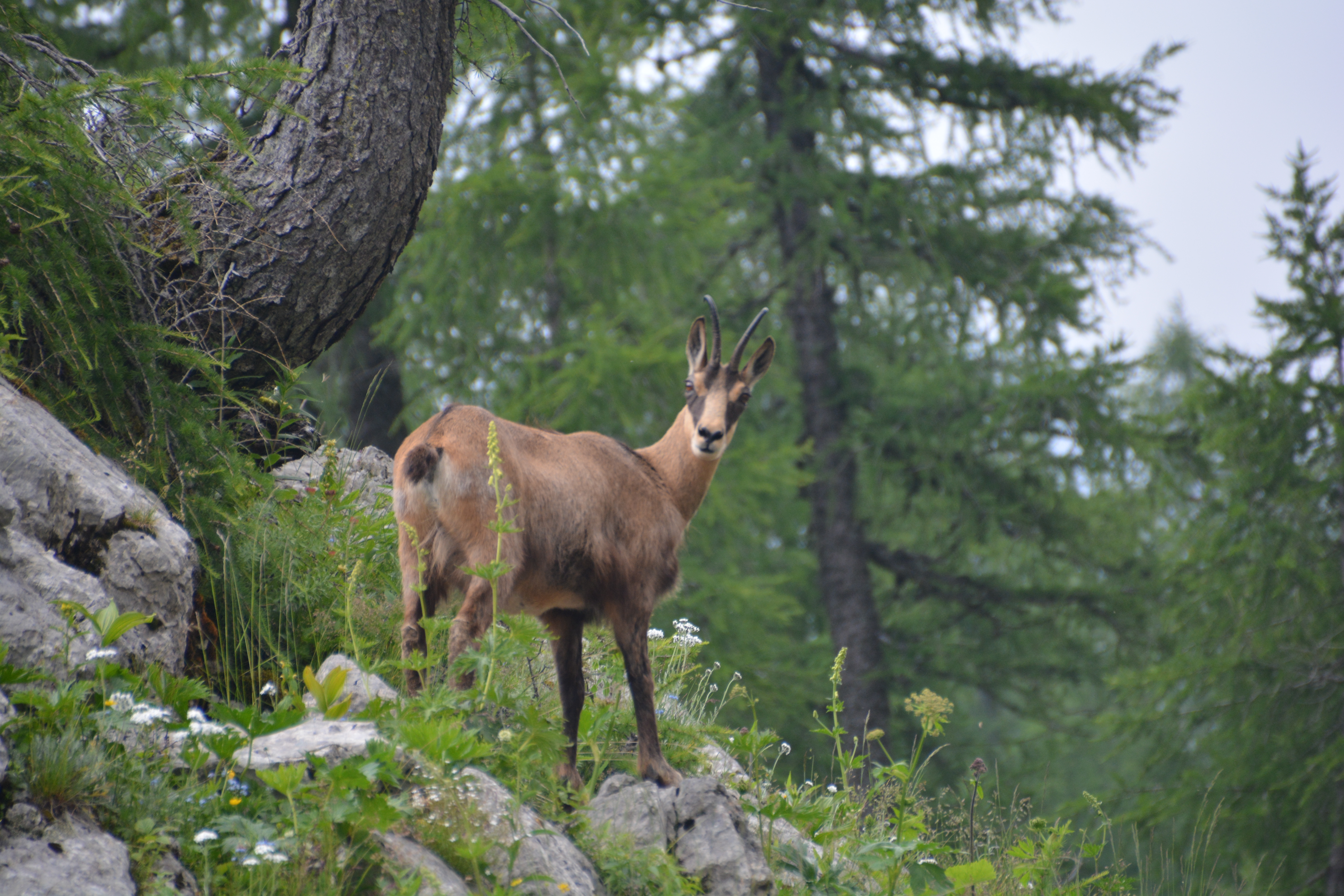 Mountain goat, Triglavski National Park by Nils Raabe