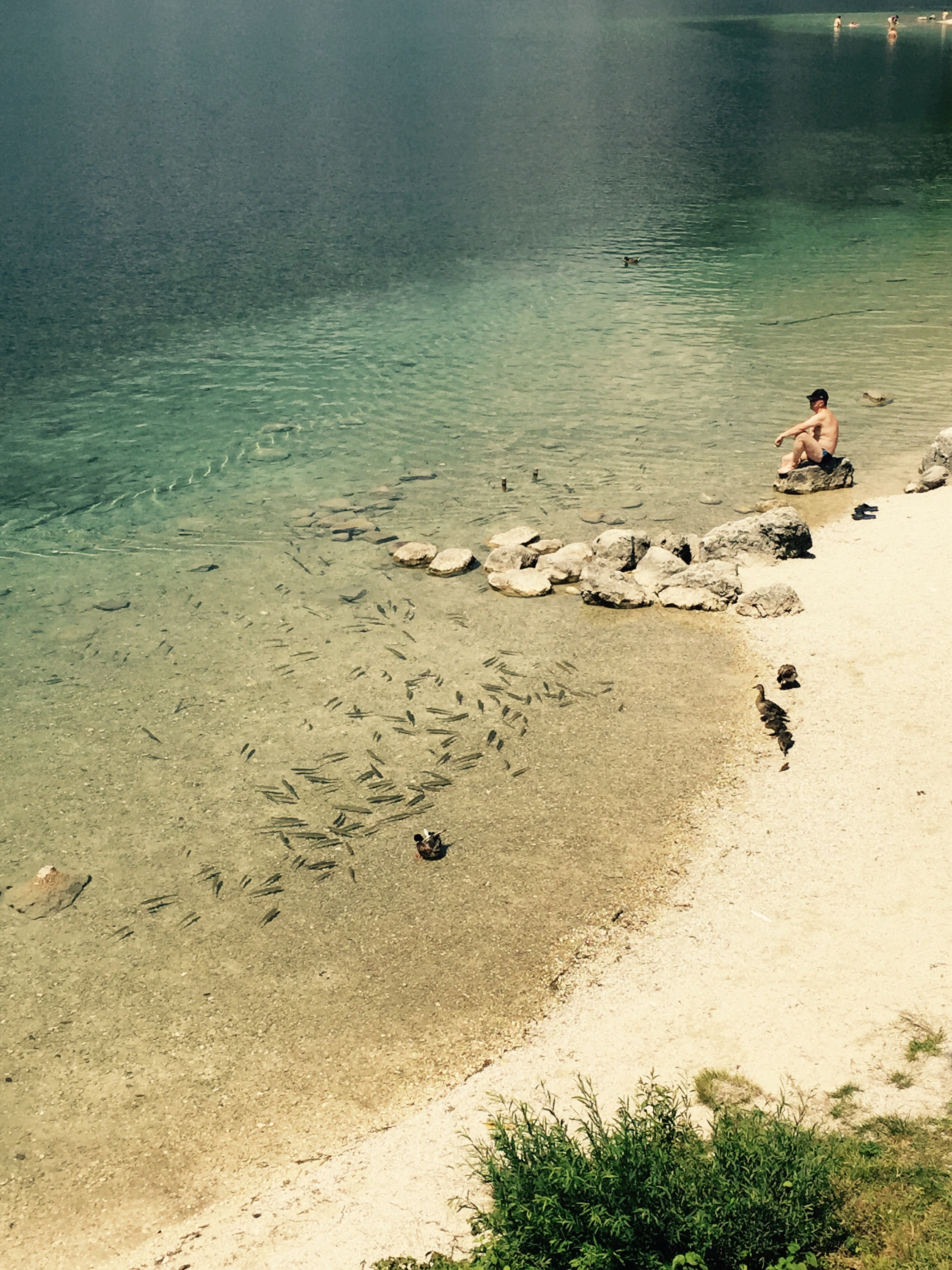 Fish, ducks and swimmer, Lake Bohinj, Triglav National Park