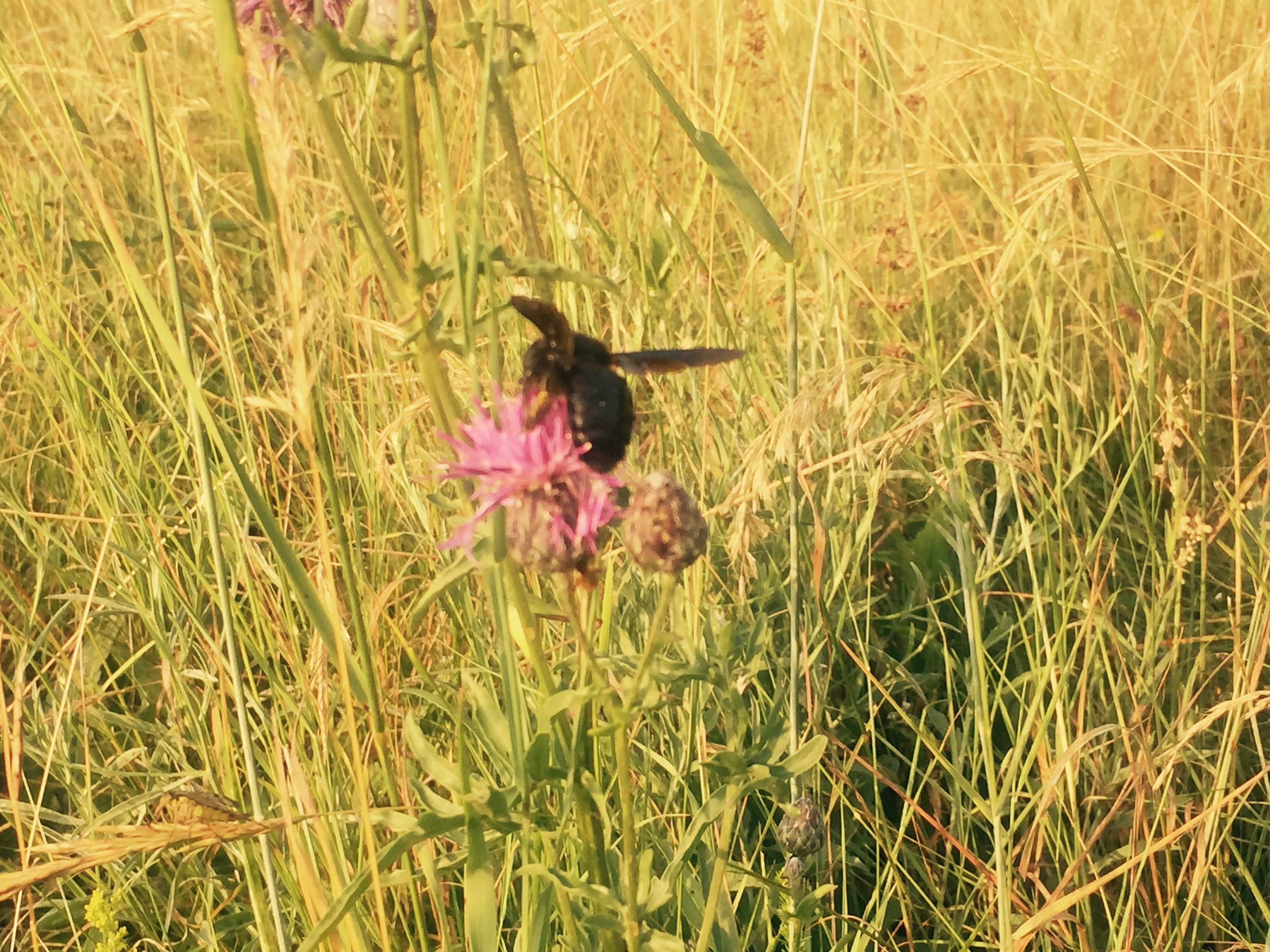 Big black bee, meadow Slovenia