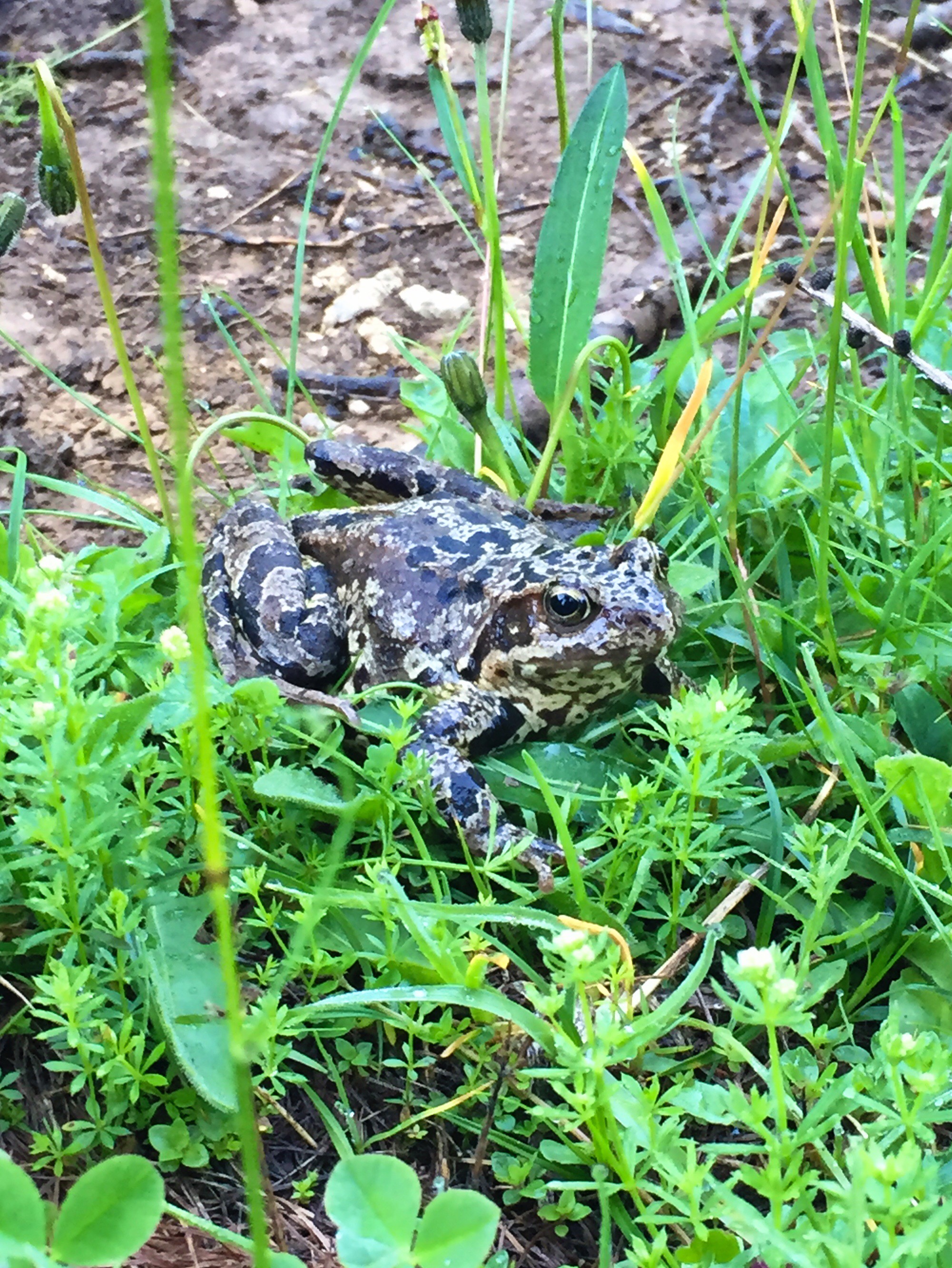 Big frog, Triglavski National Park