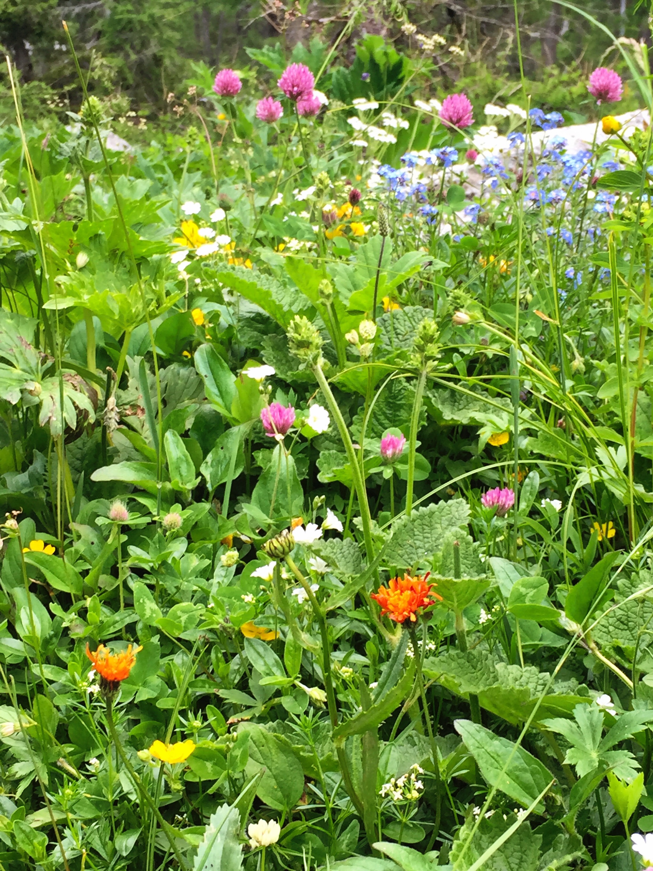 Mountain flowers, Triglavski National Park