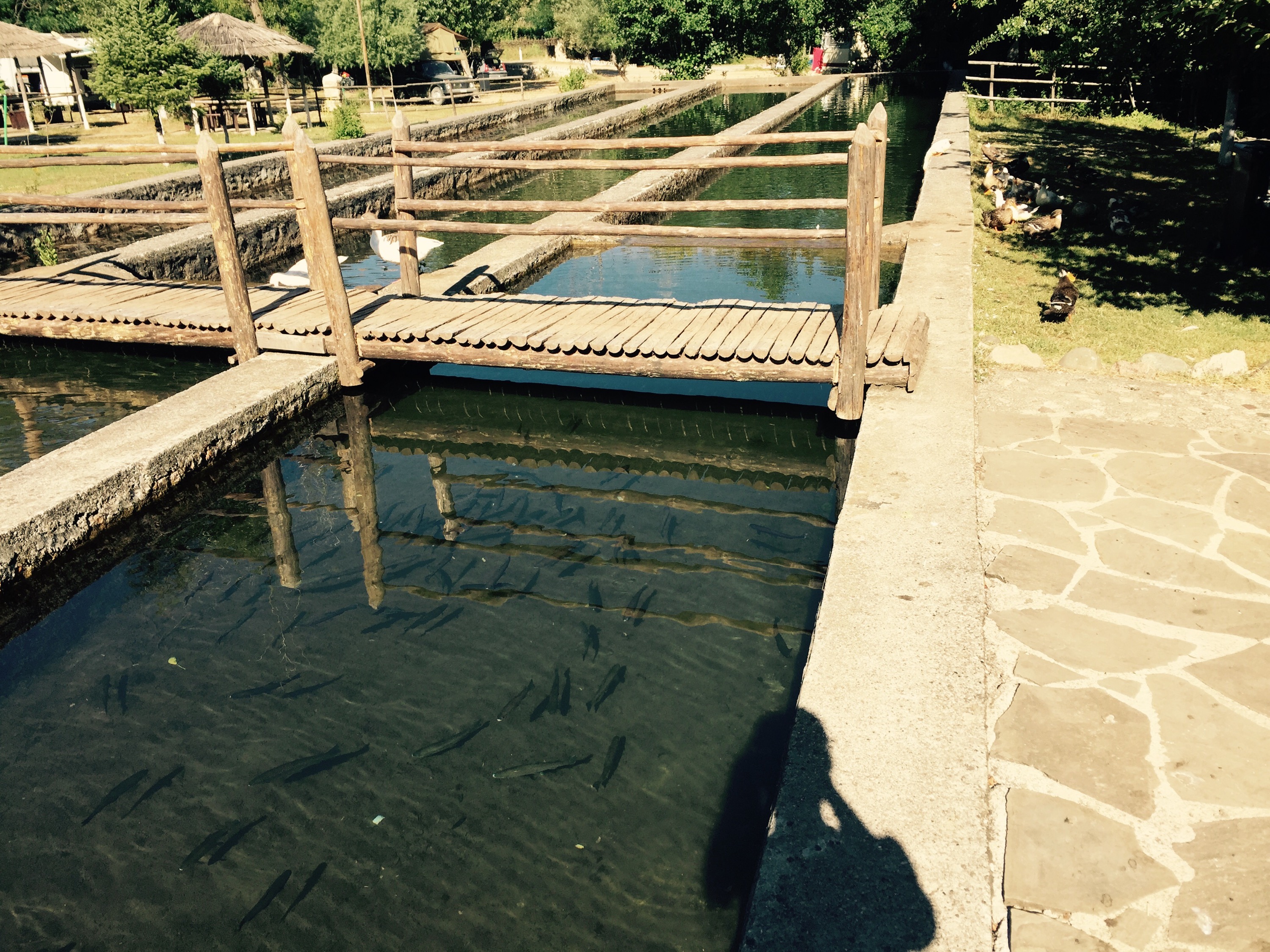 Trout farm, Farma Sotira campsite, Albania