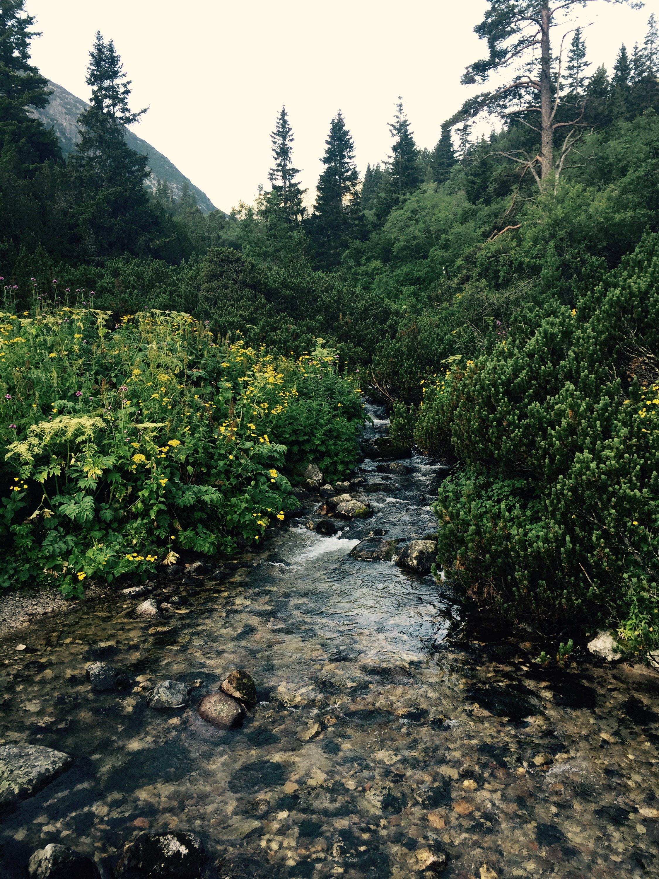 River approaching Mt Musala, Bulgaria