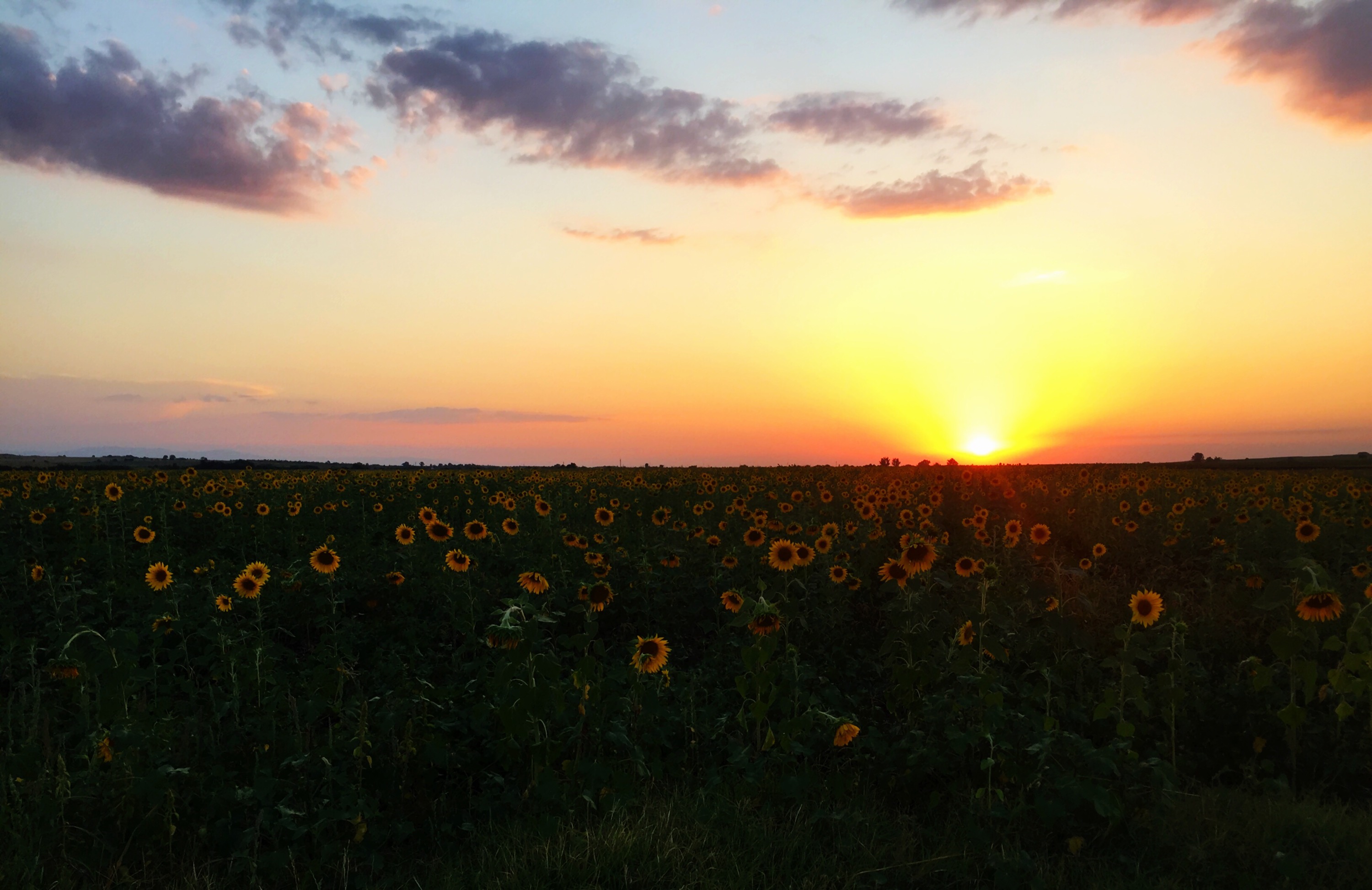 Sunflower sunset, Bulgaria