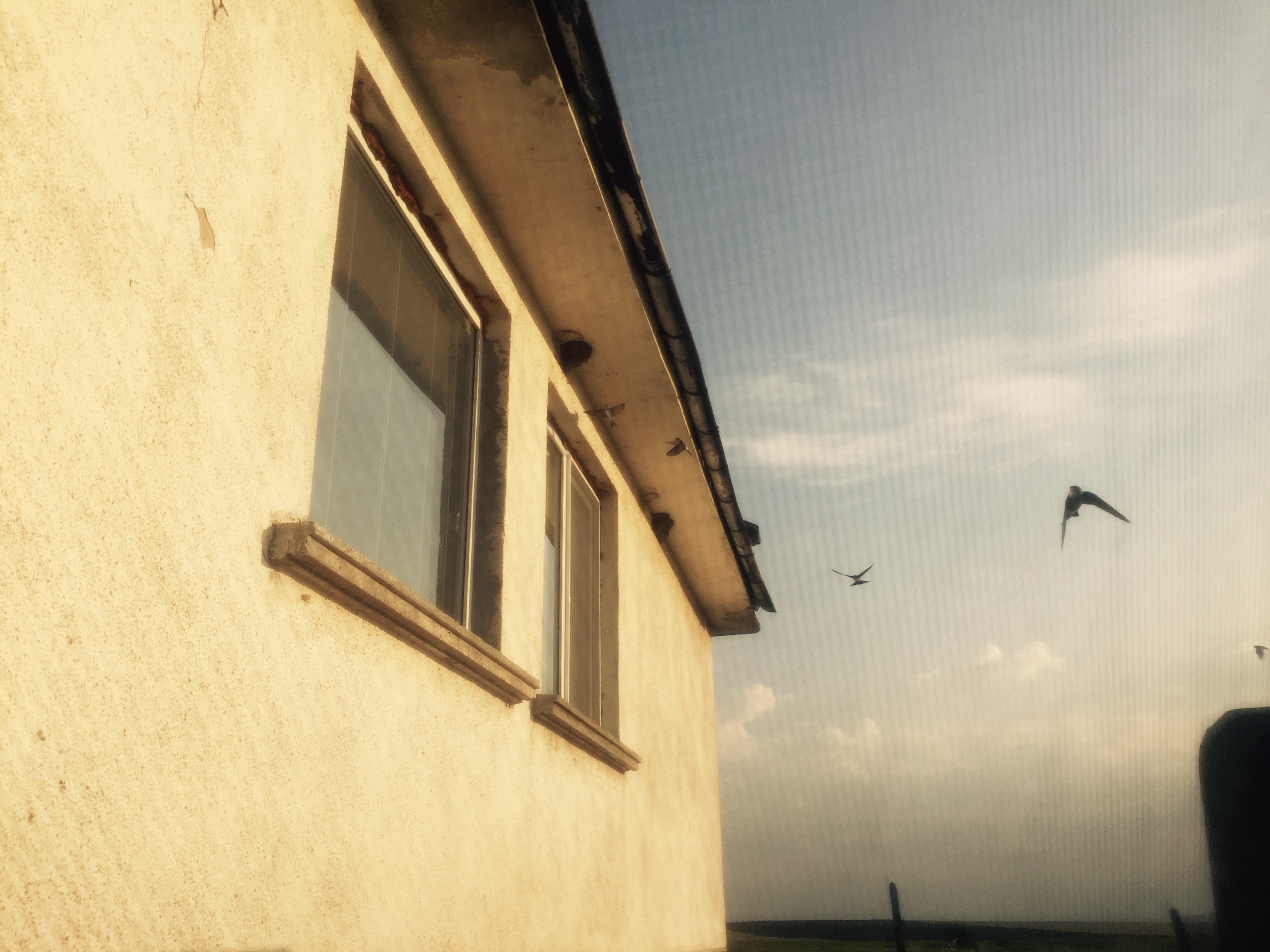 Nesting swallows, Bulgaria