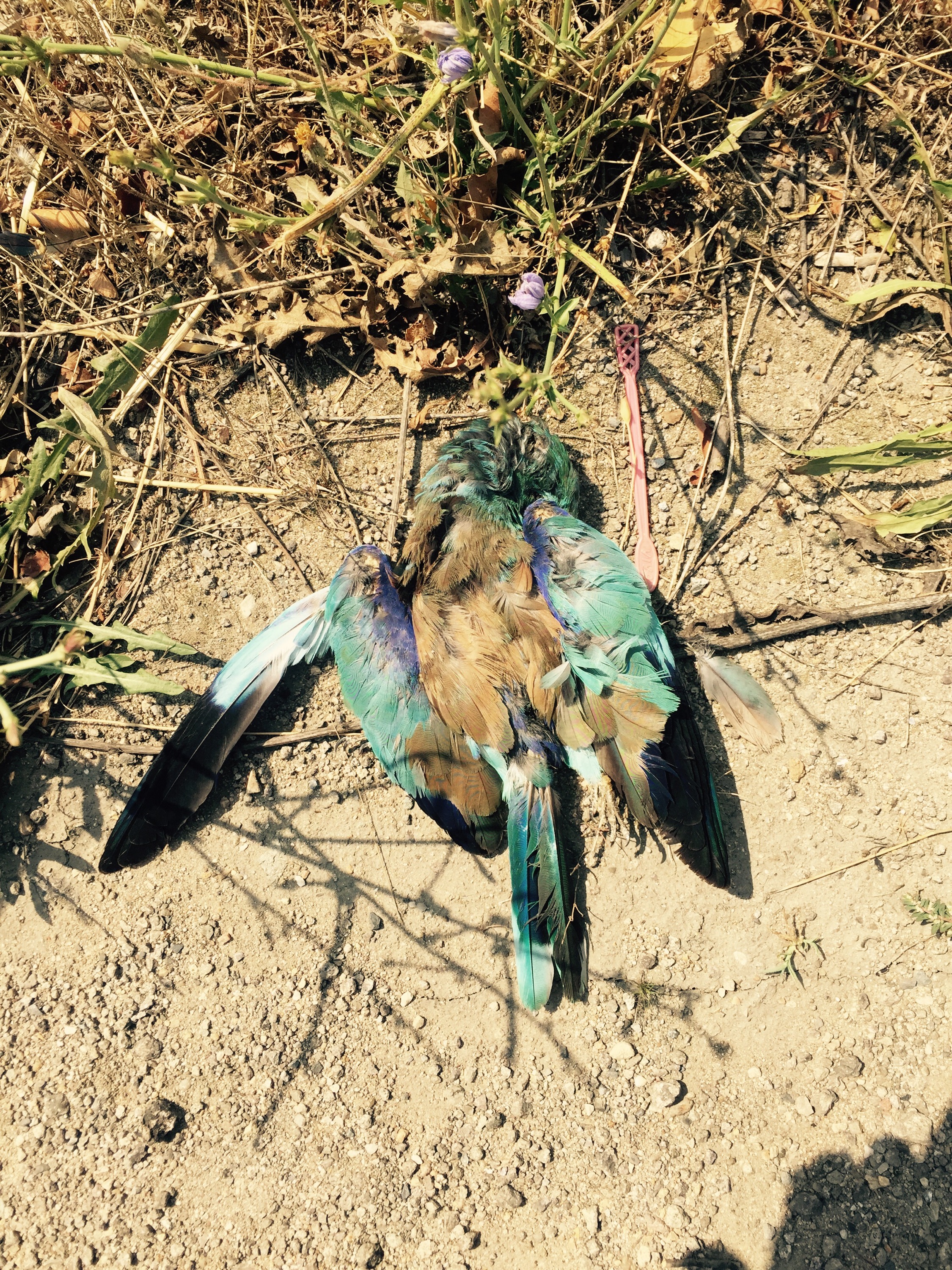 Colourful dead pidgin, Bulgaria