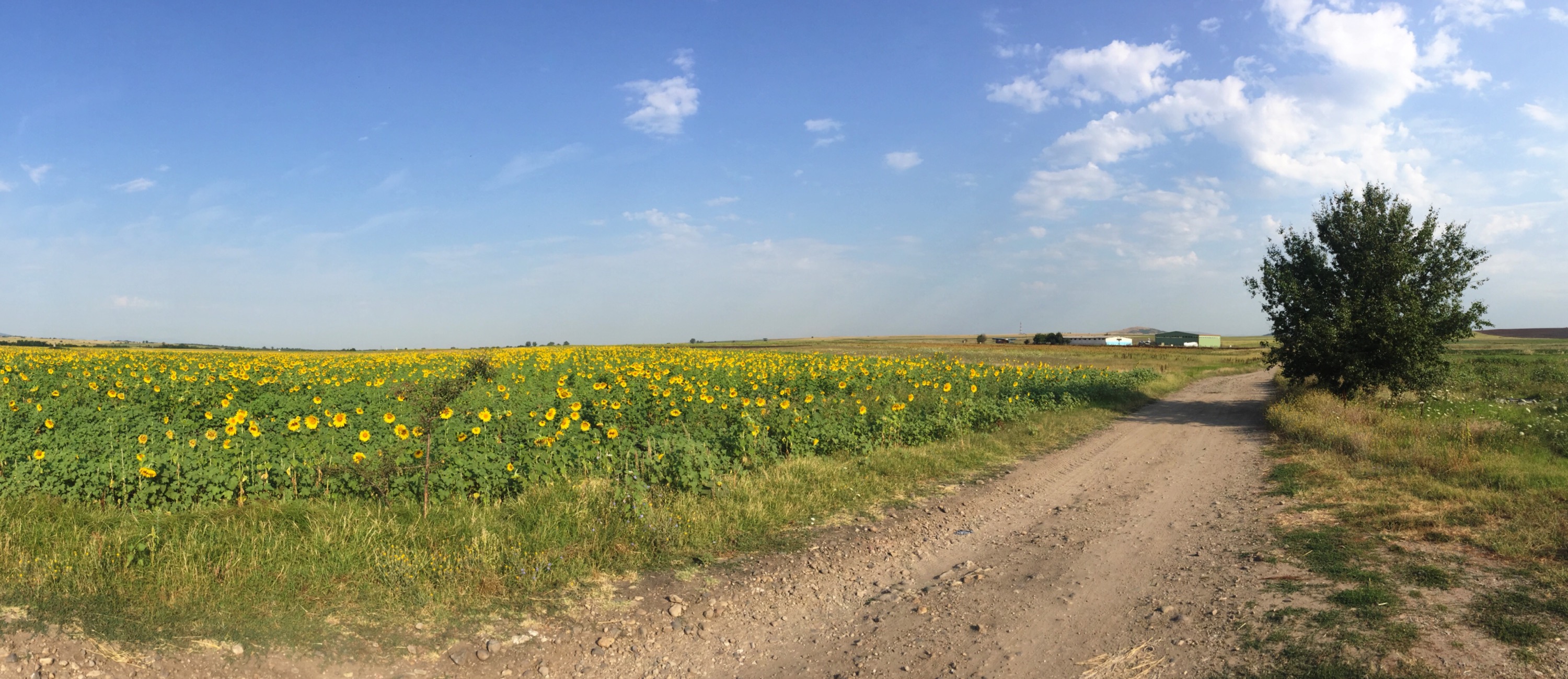 Sunflower field, Bulgaria