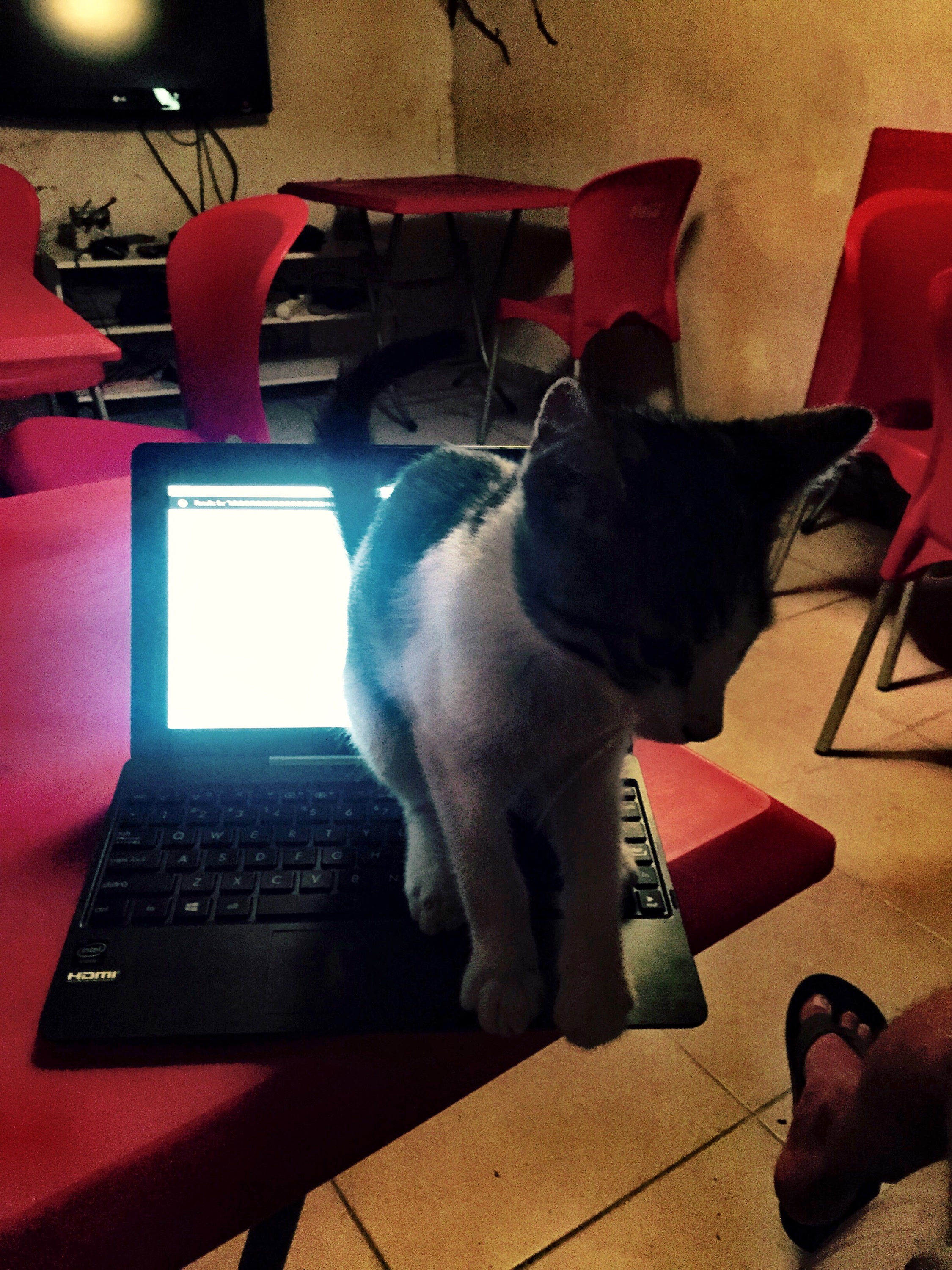 Helpful blogging cat, Istanbul