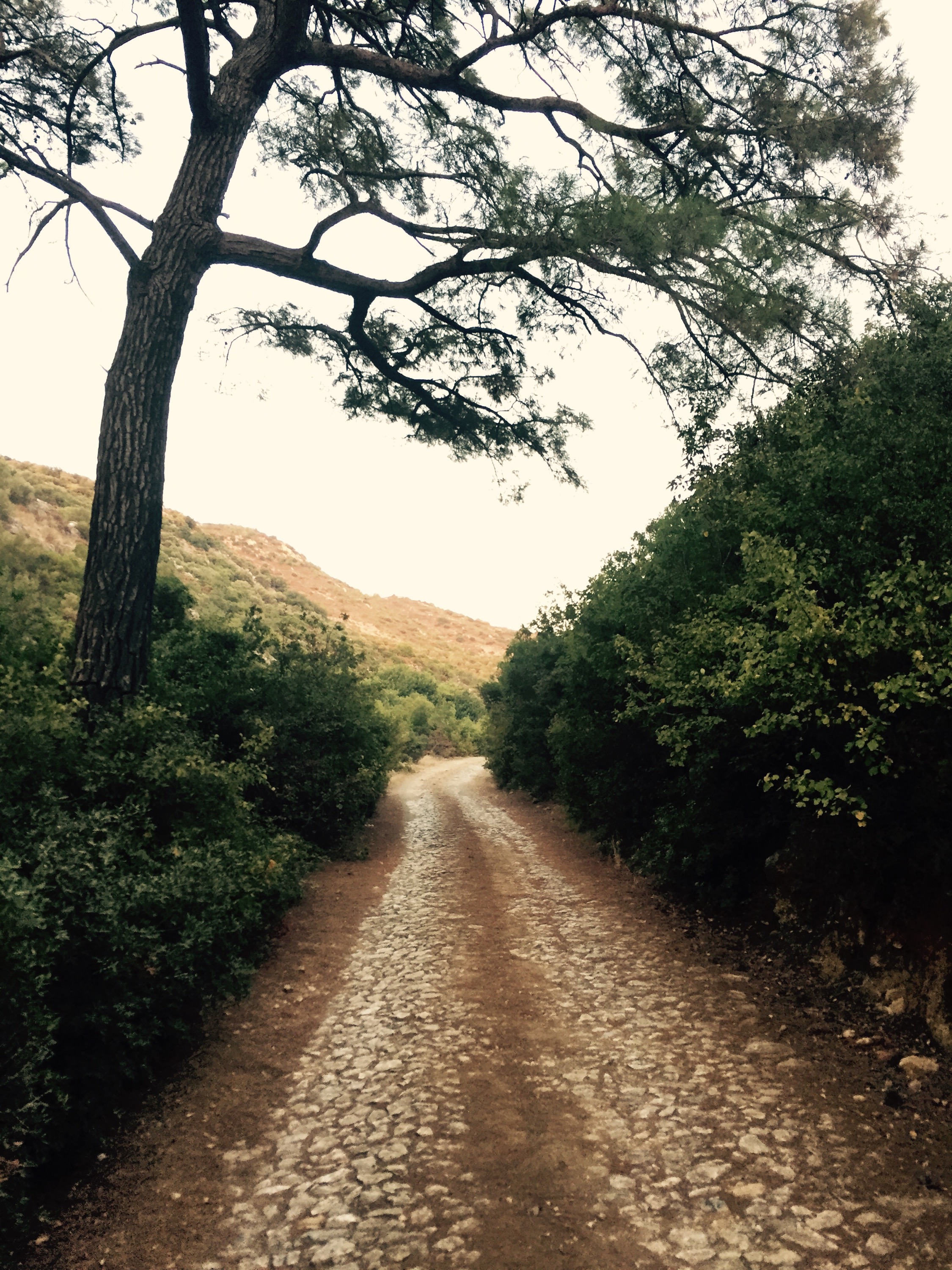 Woodland track, Turkey