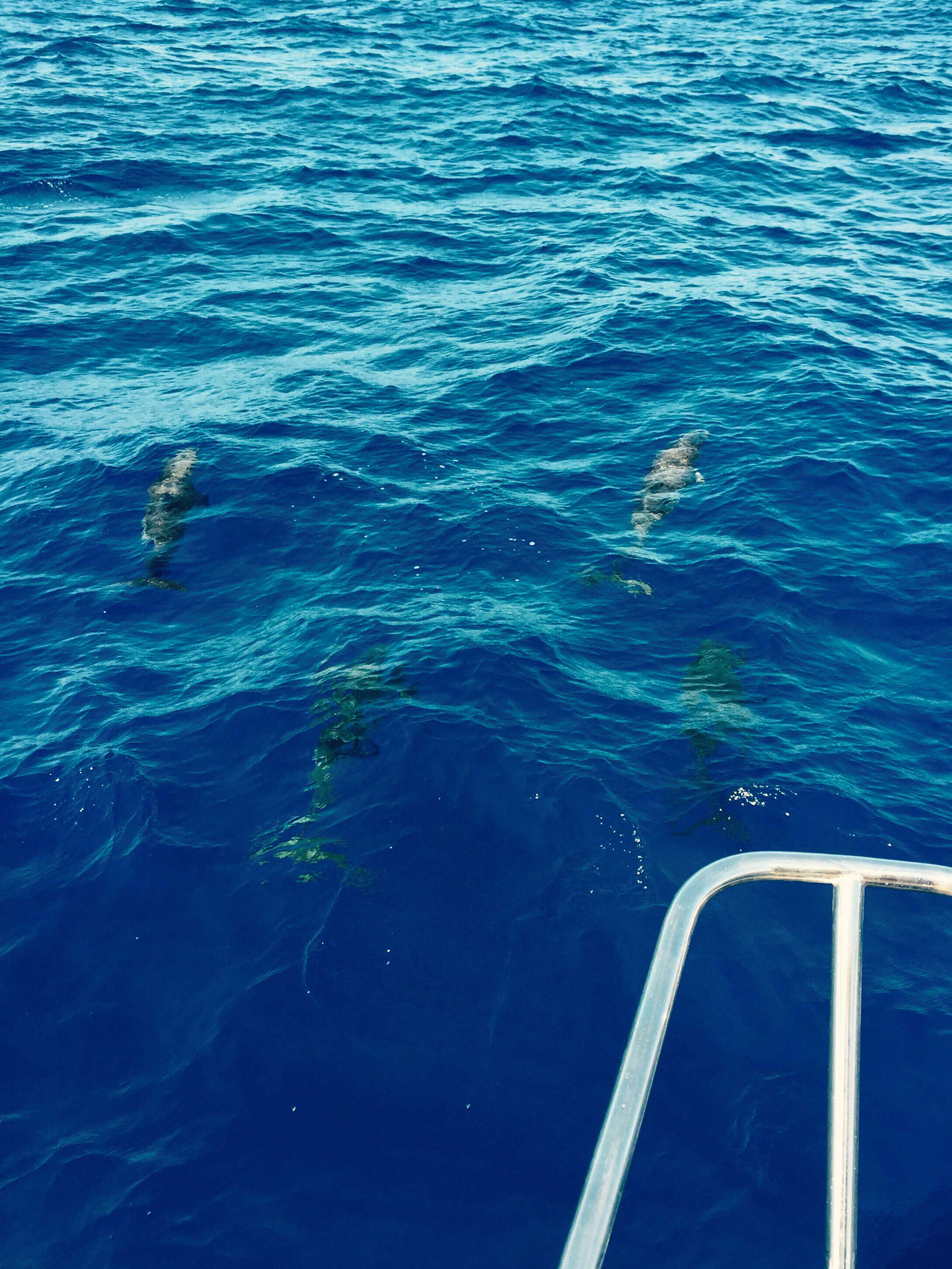 Dolphins playing round the bow