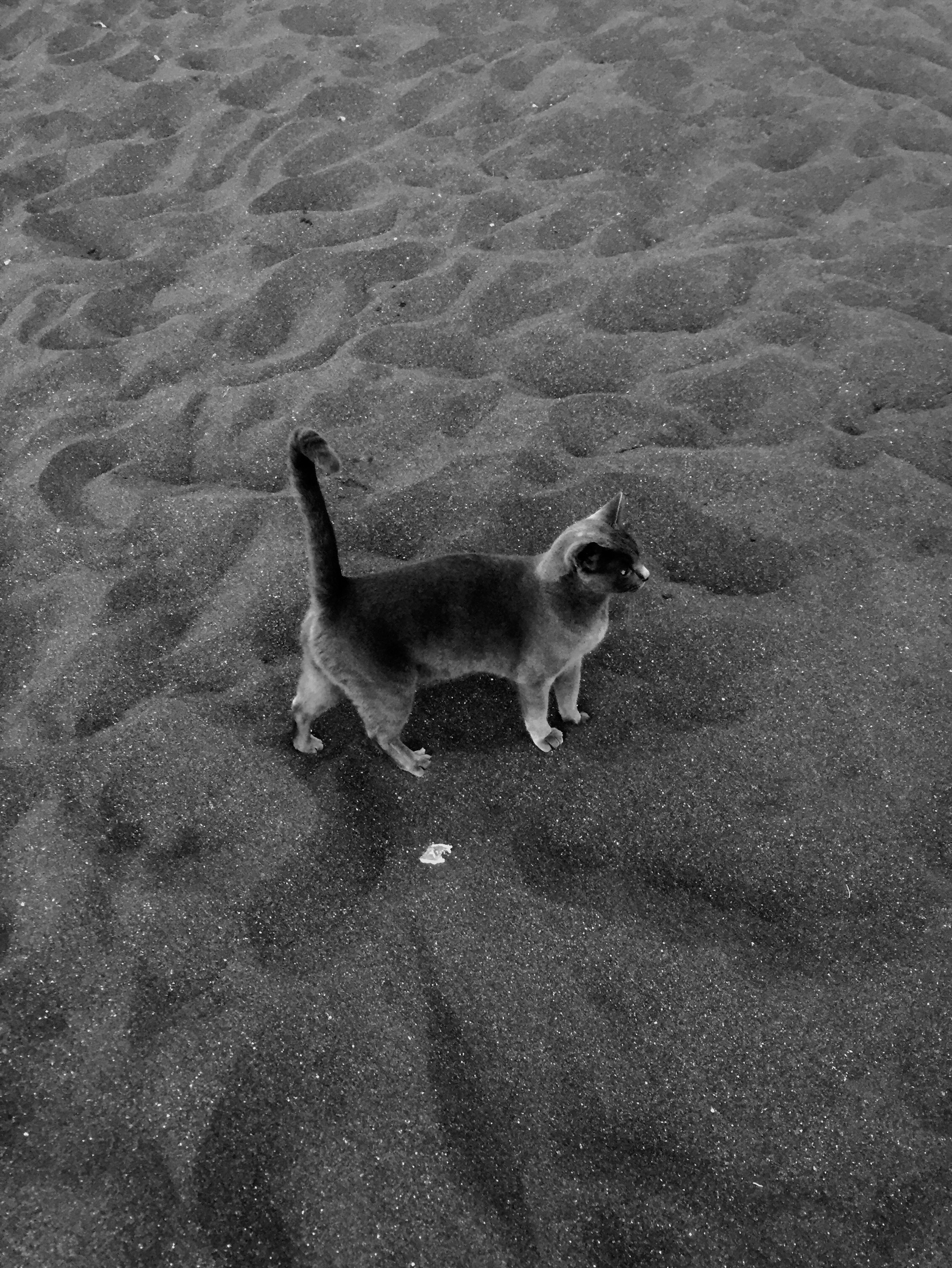 Black cat on black sandy beach, Salina, Italy