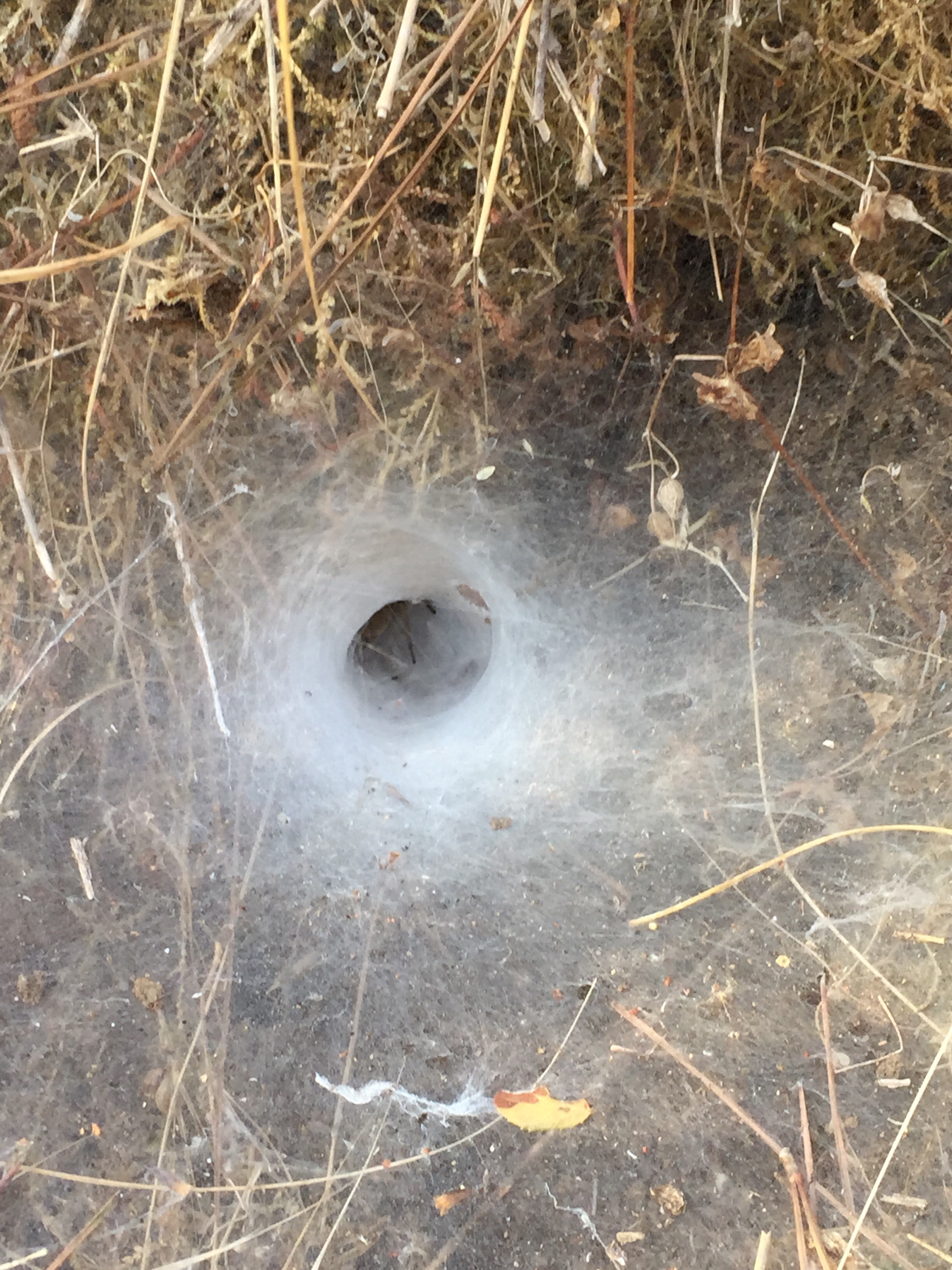 Funneling spider web