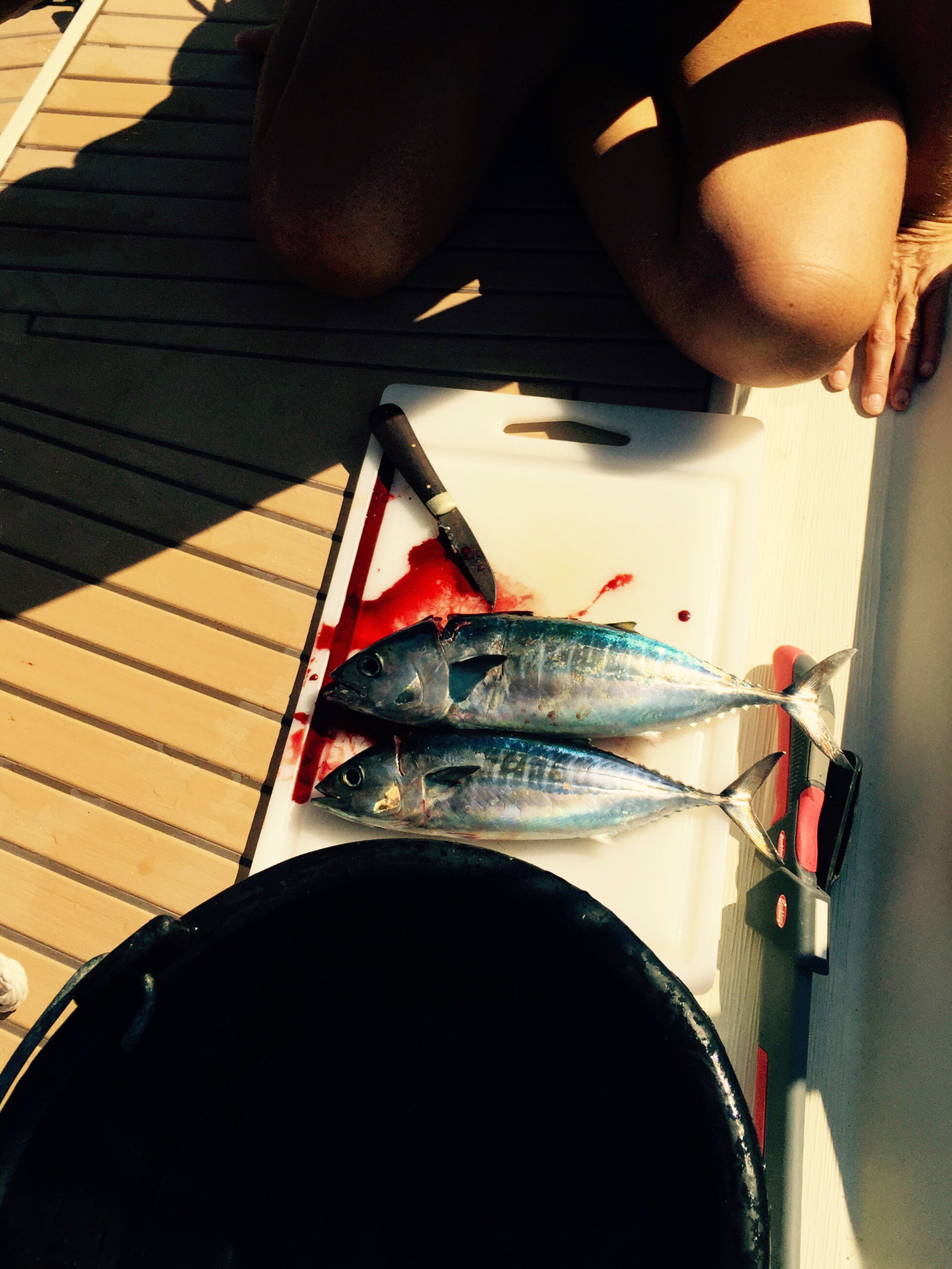 Two small tuna ready to be filleted