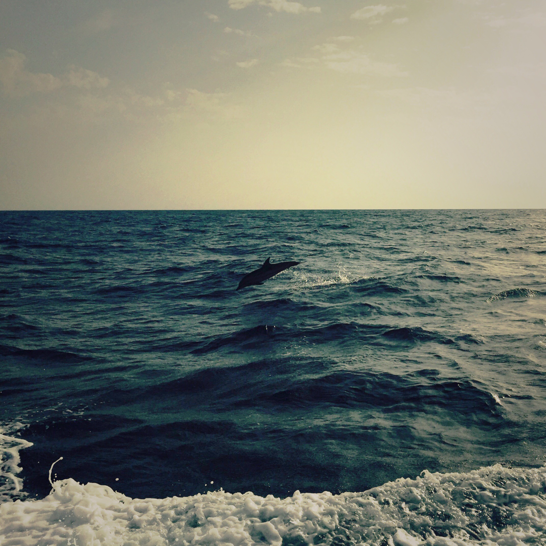 Jumping dolphin, Sicily