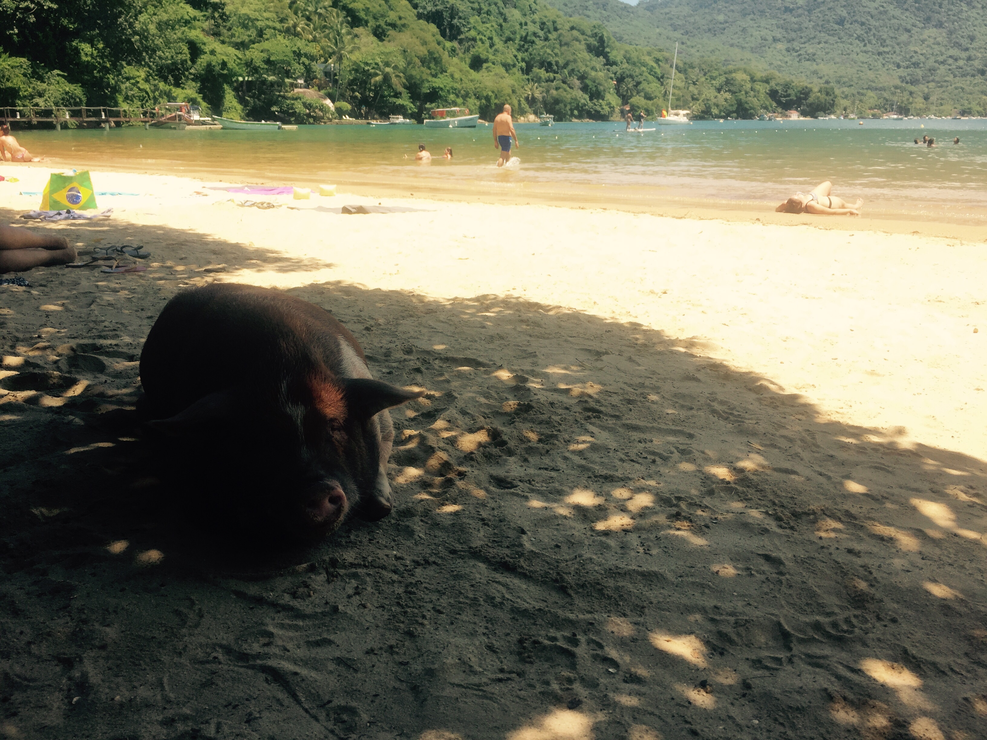 Pig relaxing on the beach, Ilha Grange, Brazil