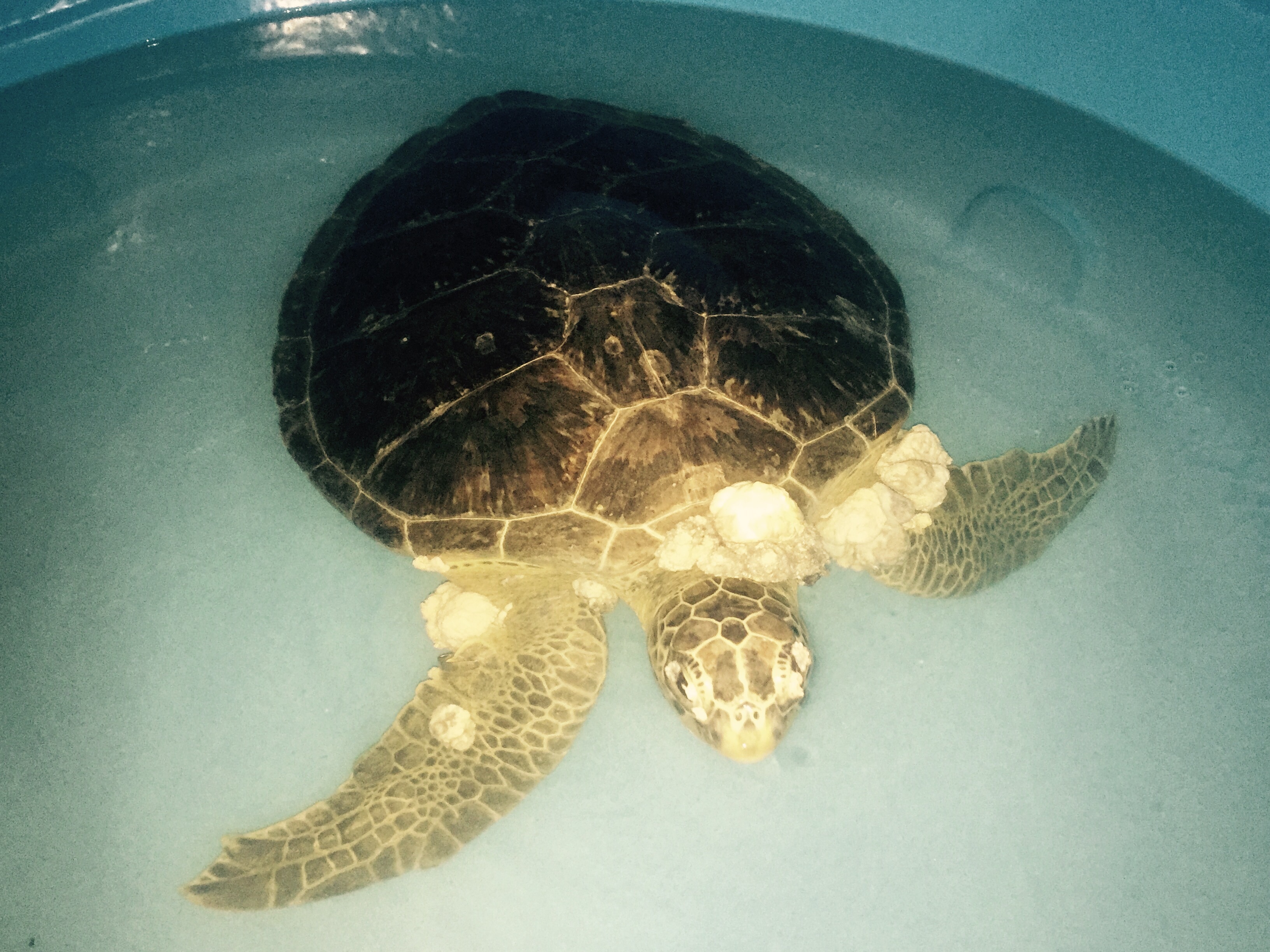 Turtle with skin cancer, Project TAMAR, Ubatuba