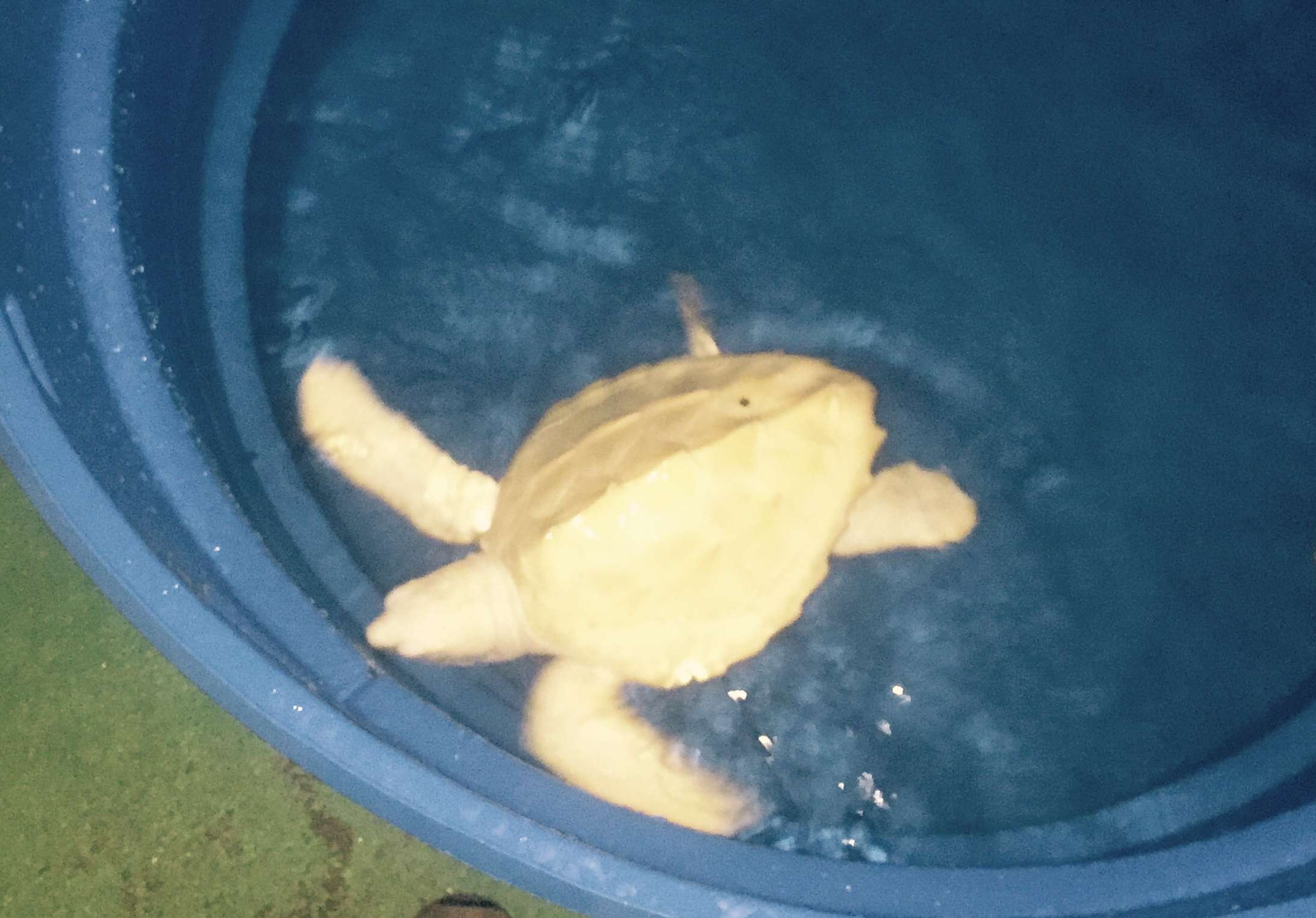 Albino turtle, Project TAMAR, Ubatuba, Brazil