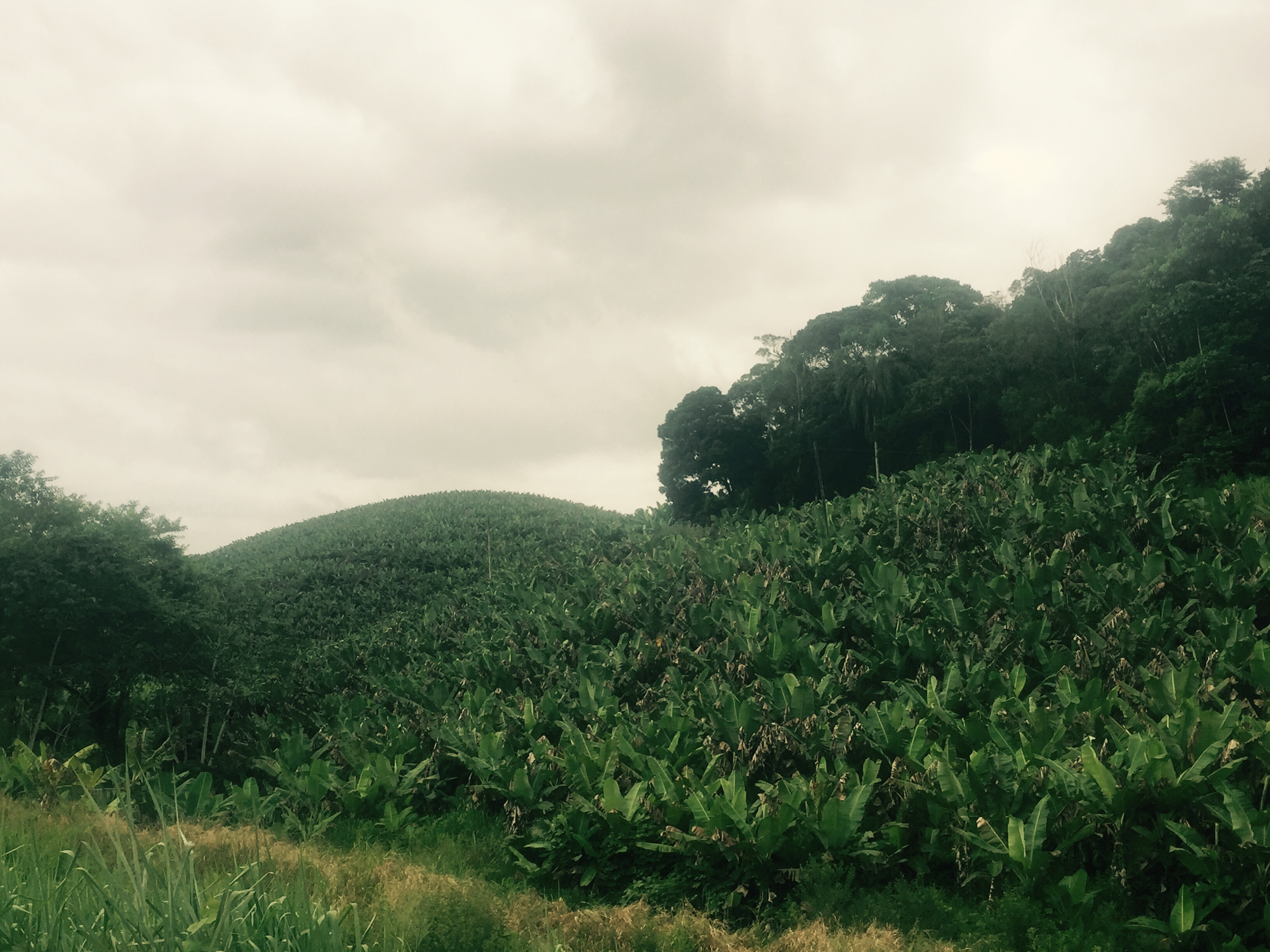 Banana plantations, BR-101, Brazil