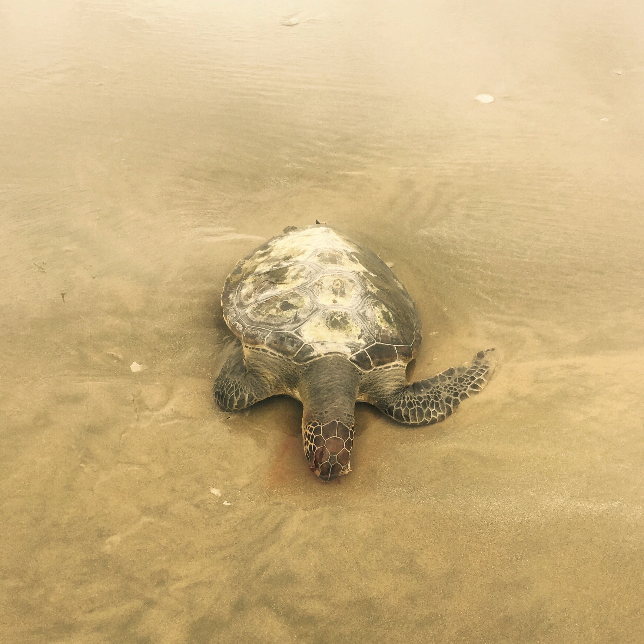 img_7069 Dead Green Sea Turtle, Ilha Comprida, Brazil