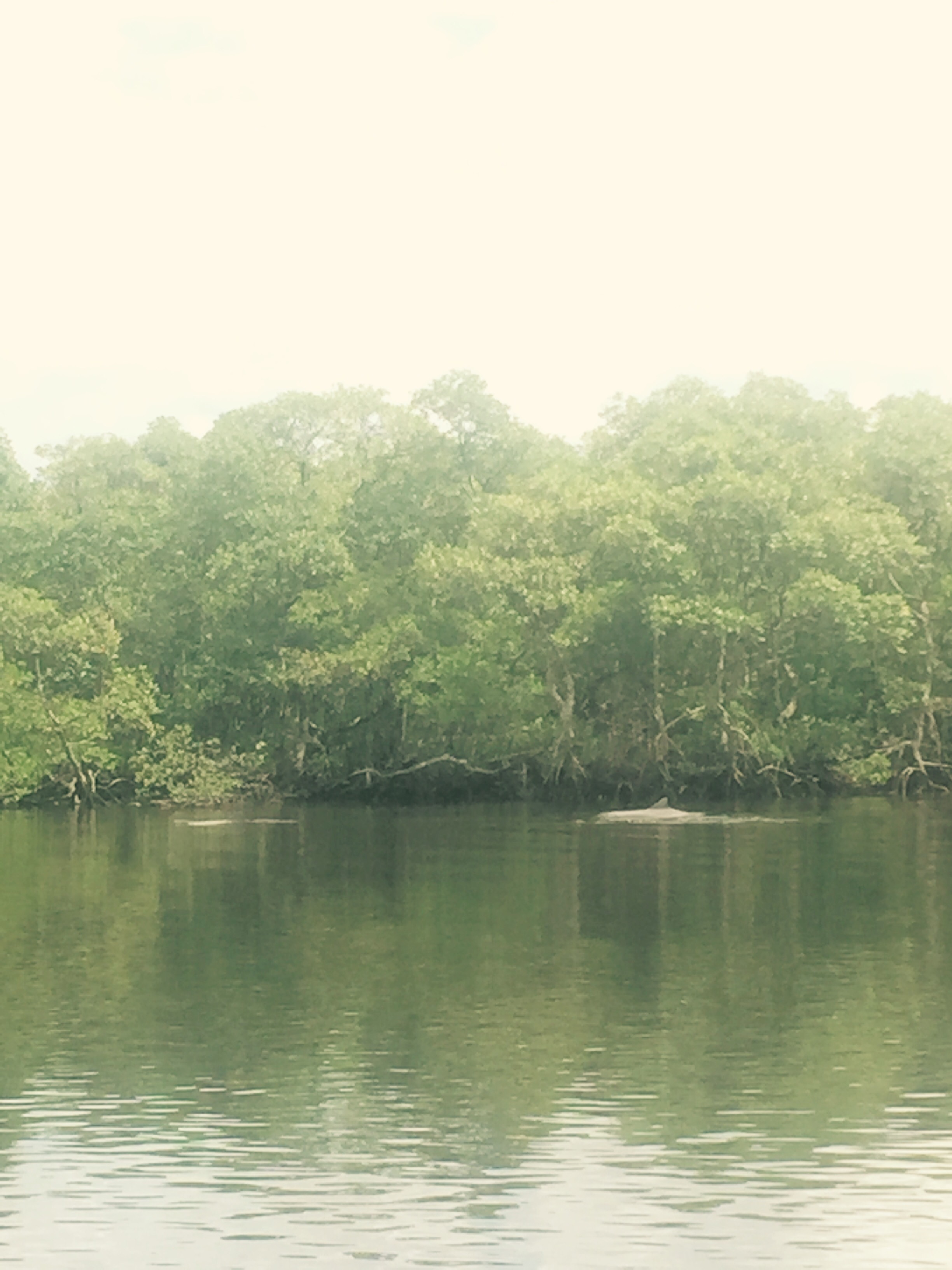 Guiana dolphins on the way to Maraja, Brazil