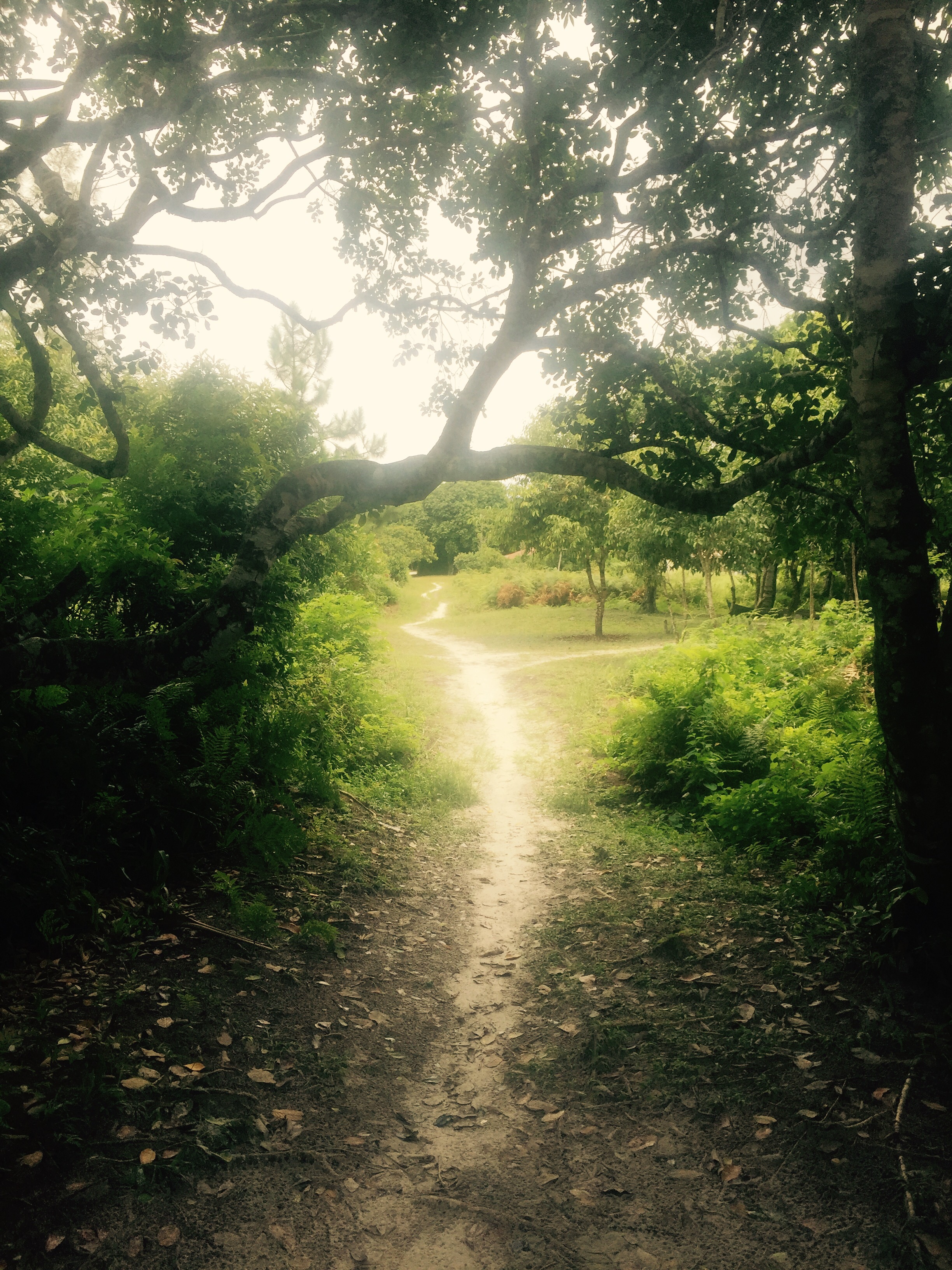 Path through village of Ararapira, Brazil