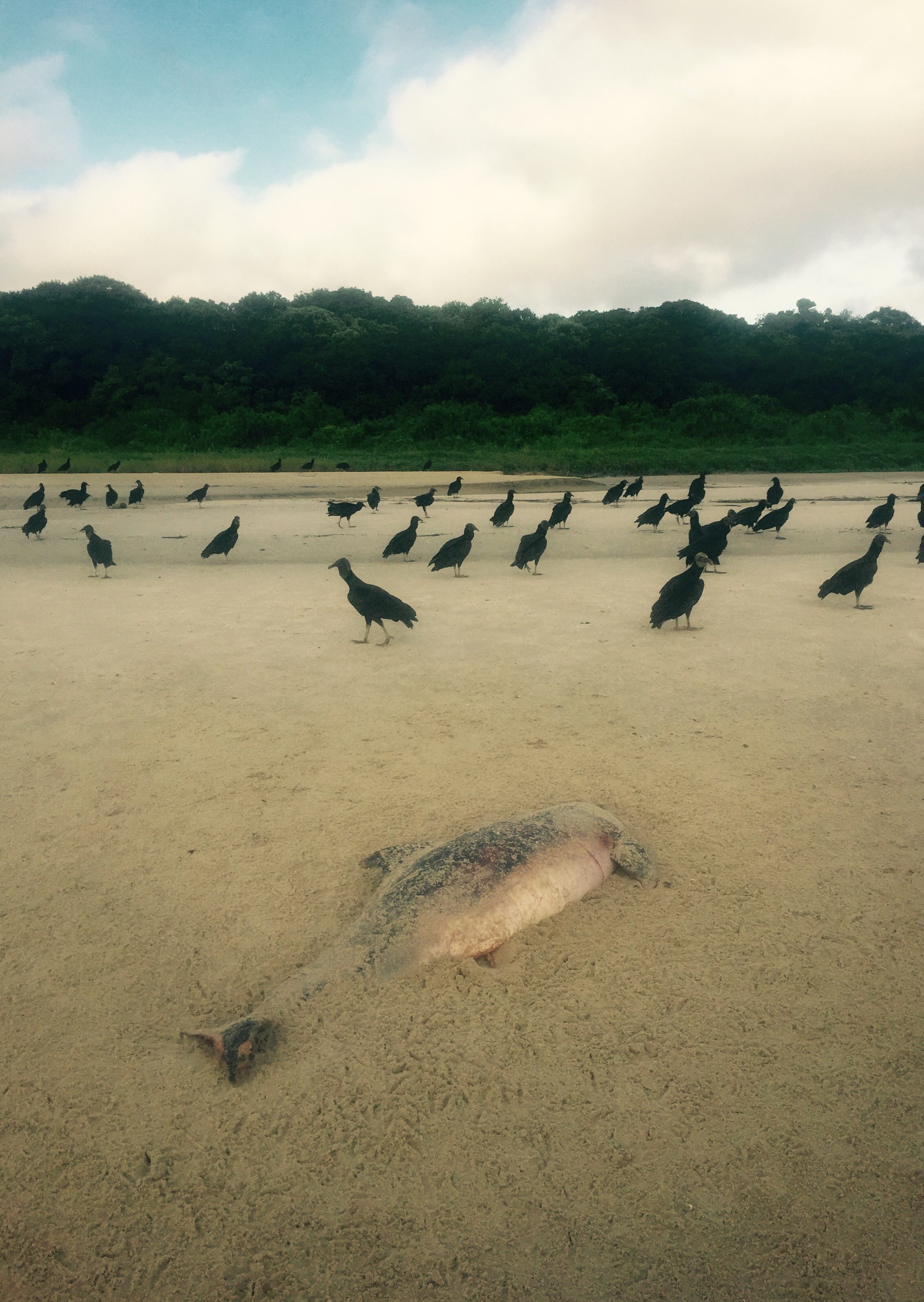 Dead dolphin and vultures on beach near Superagui, Brazil