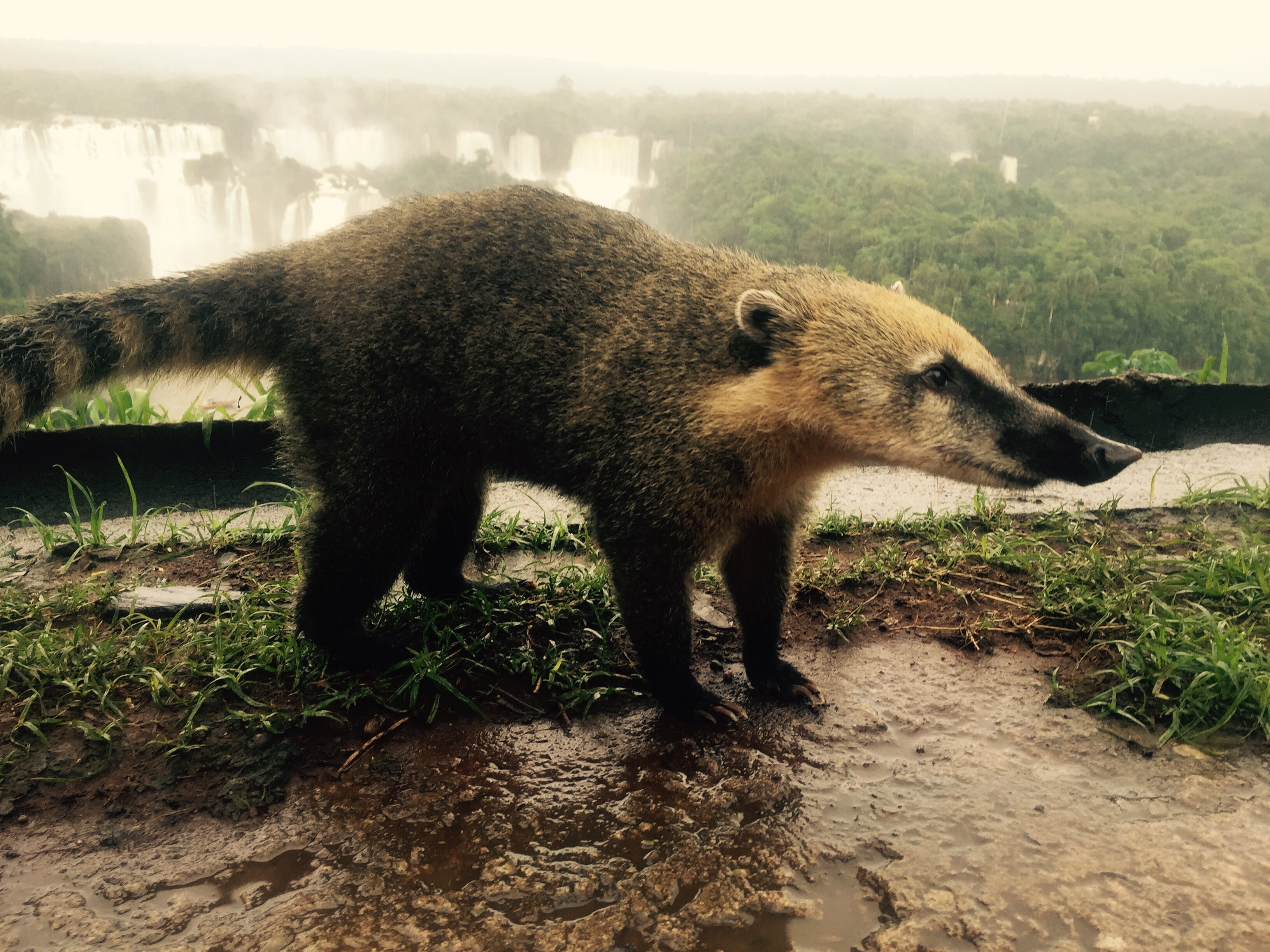 Coatis, Iguazú, Brazil