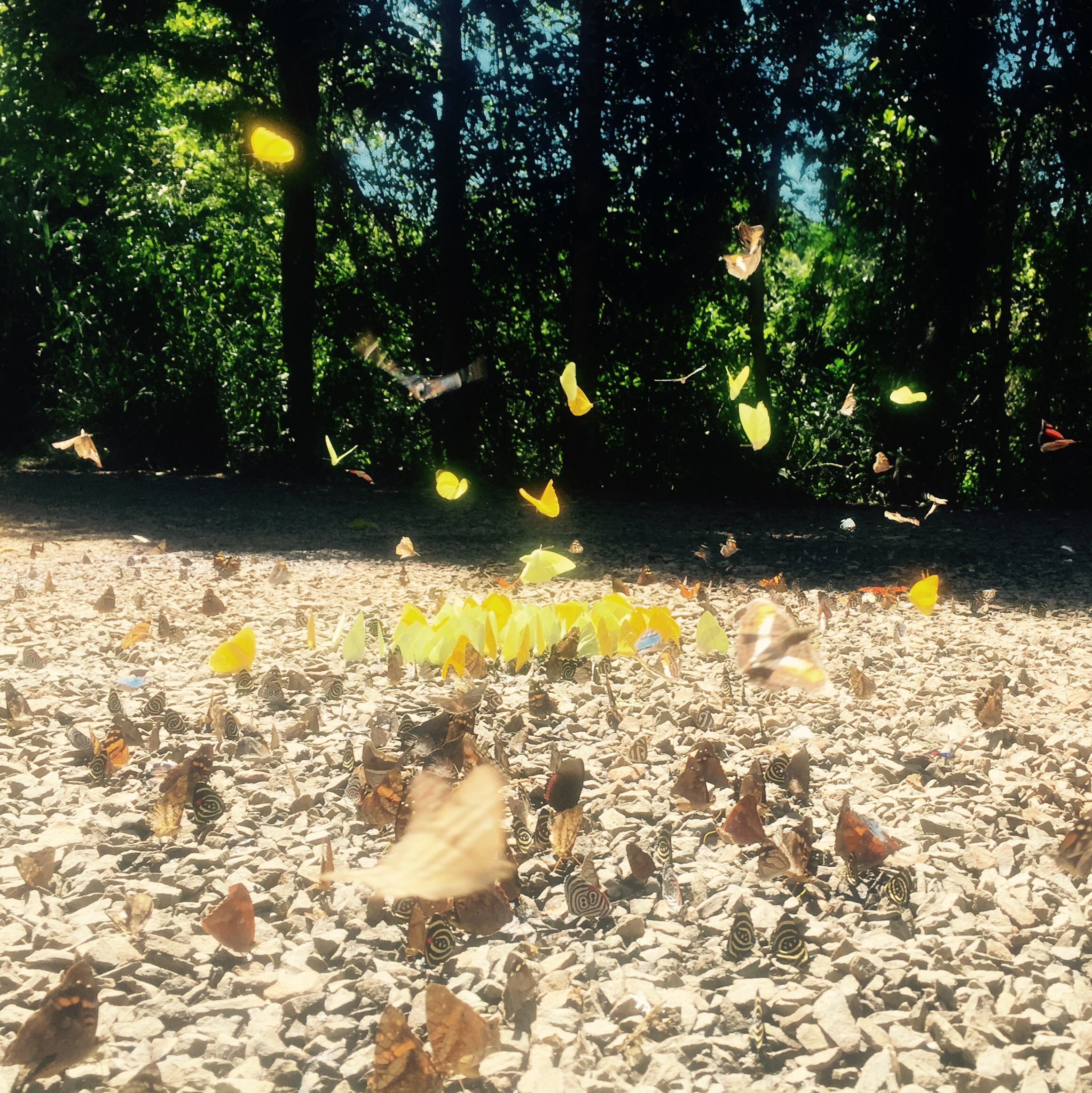 img_7343 Butterflies of Iguazu, Argentina