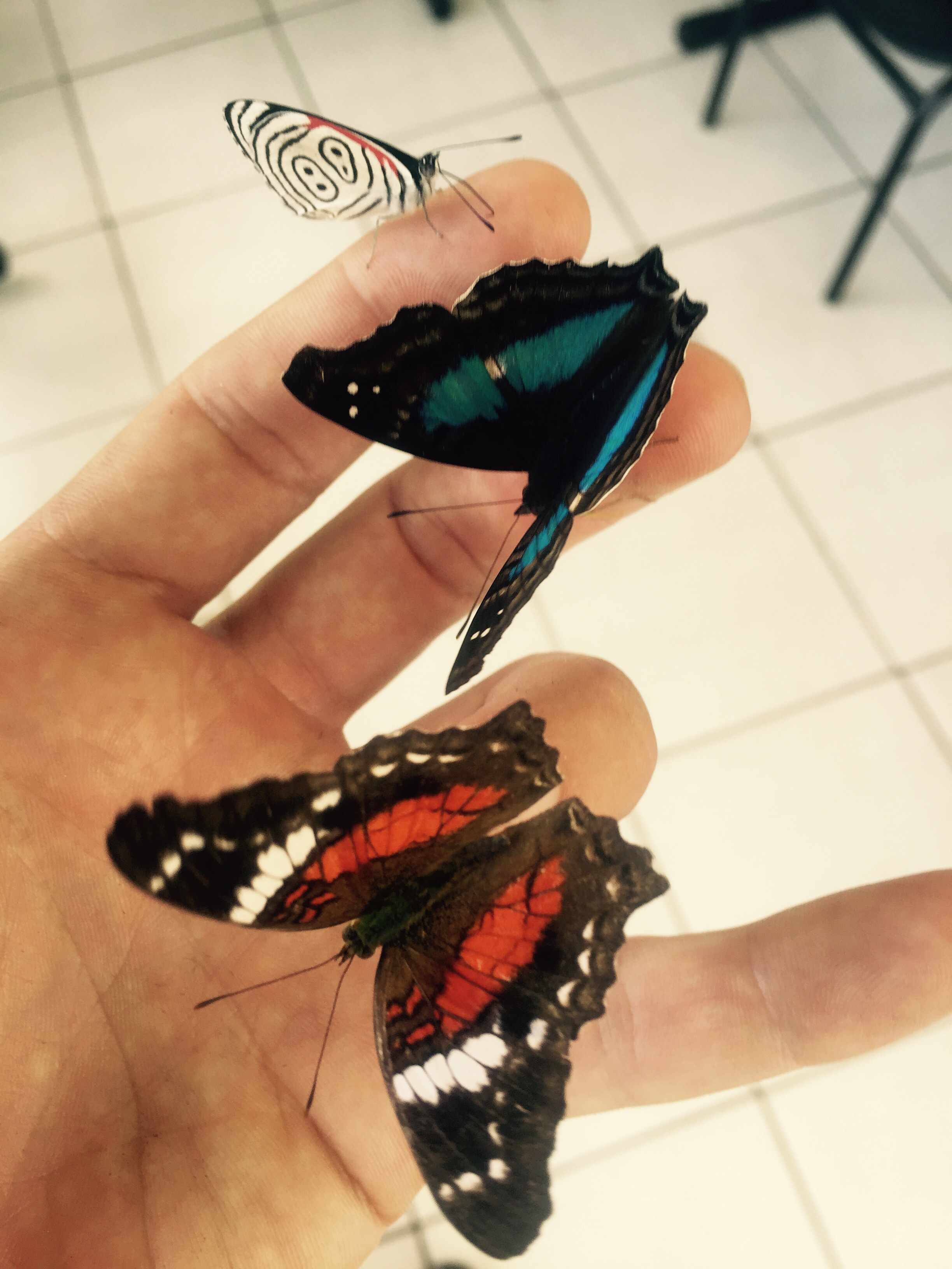 Butterflies, Paraná, Brazil